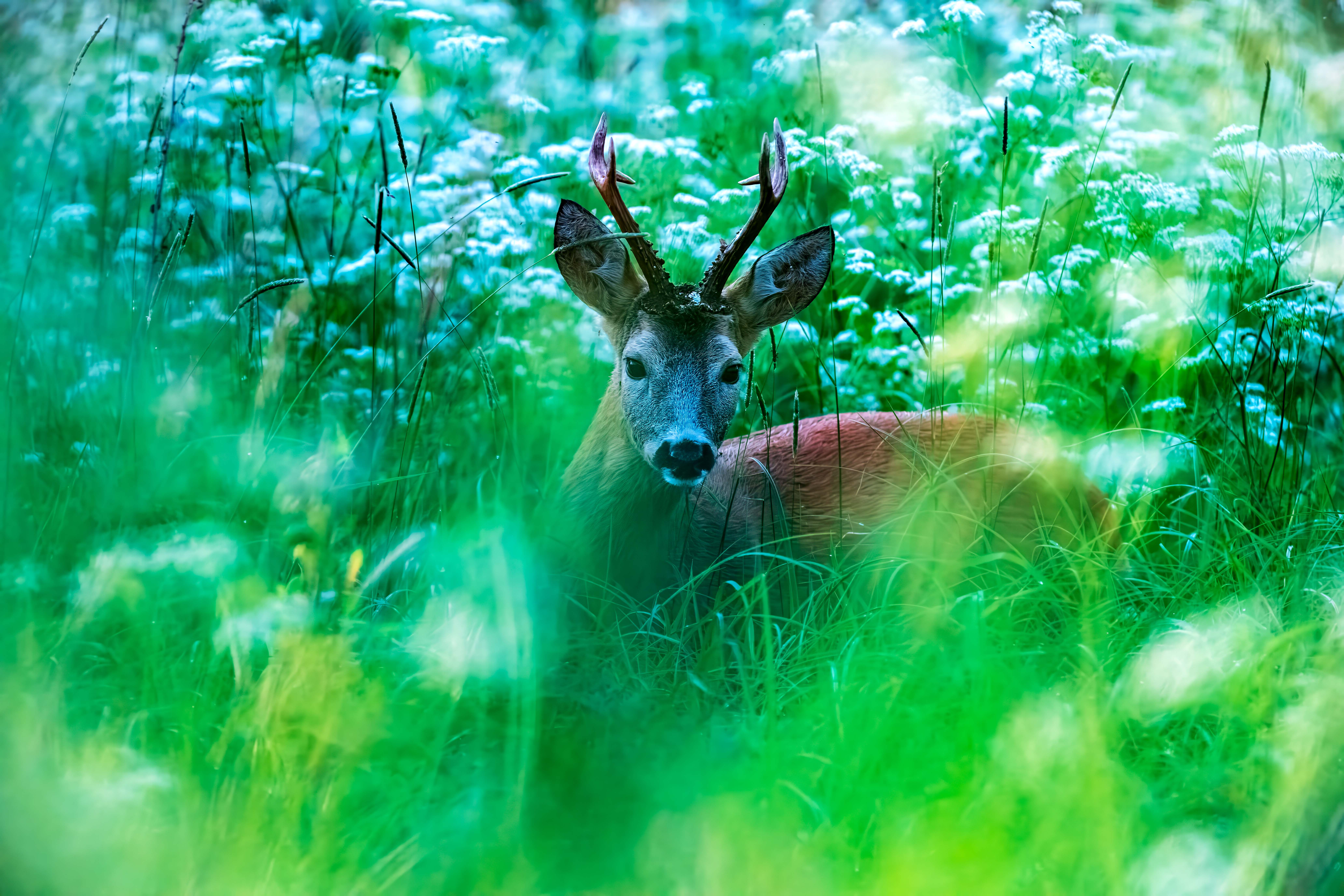 , Павел Ныриков