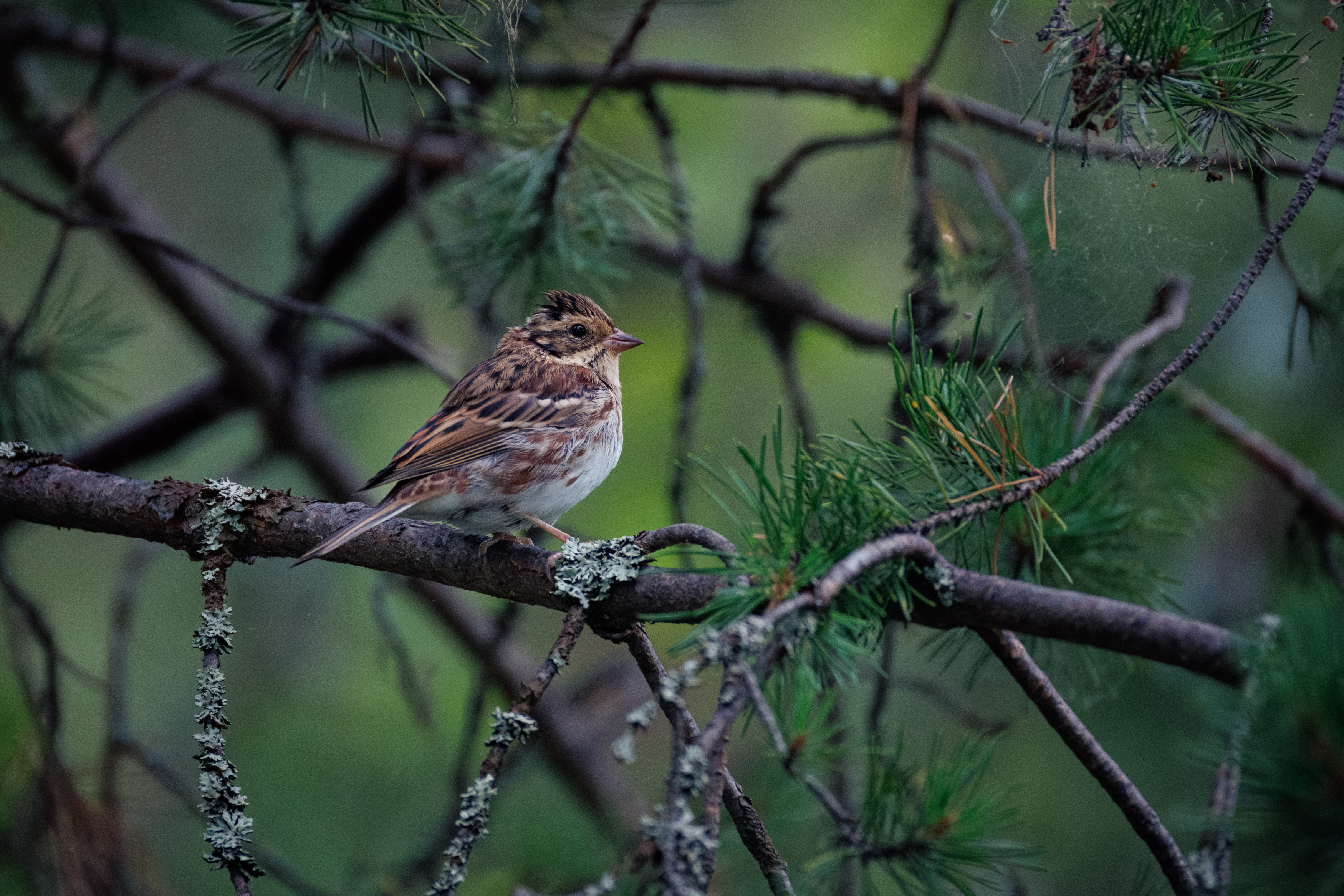 , ssmirs Сергей