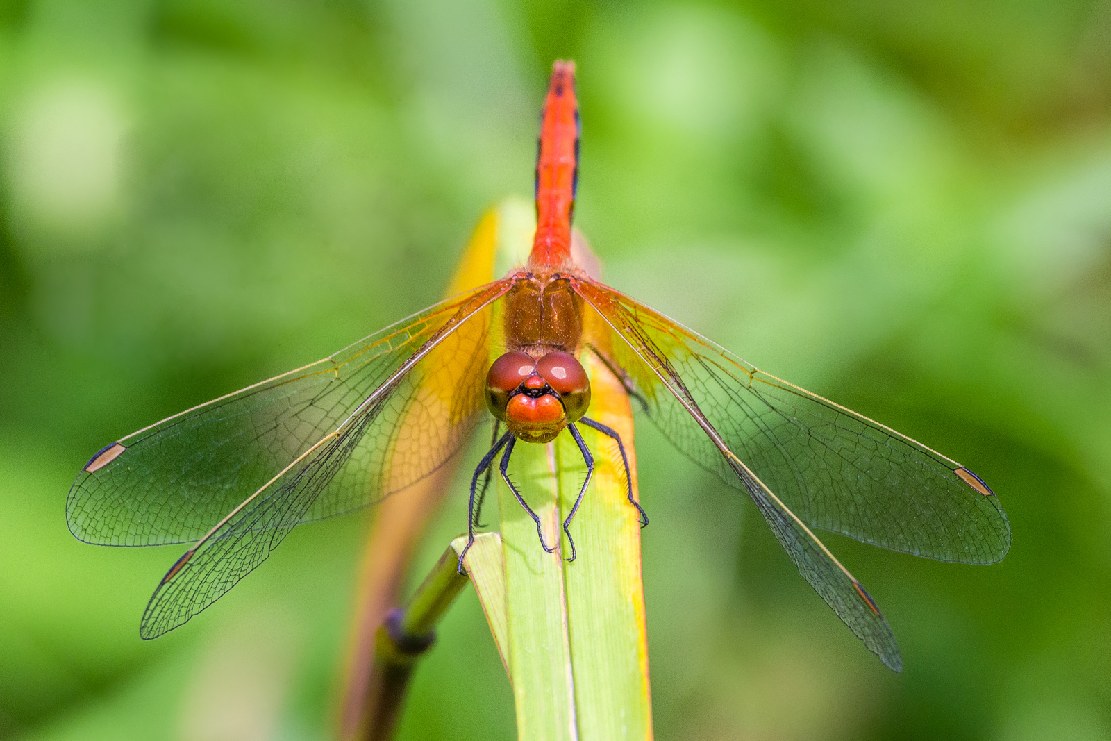 , Алексеев Сергей