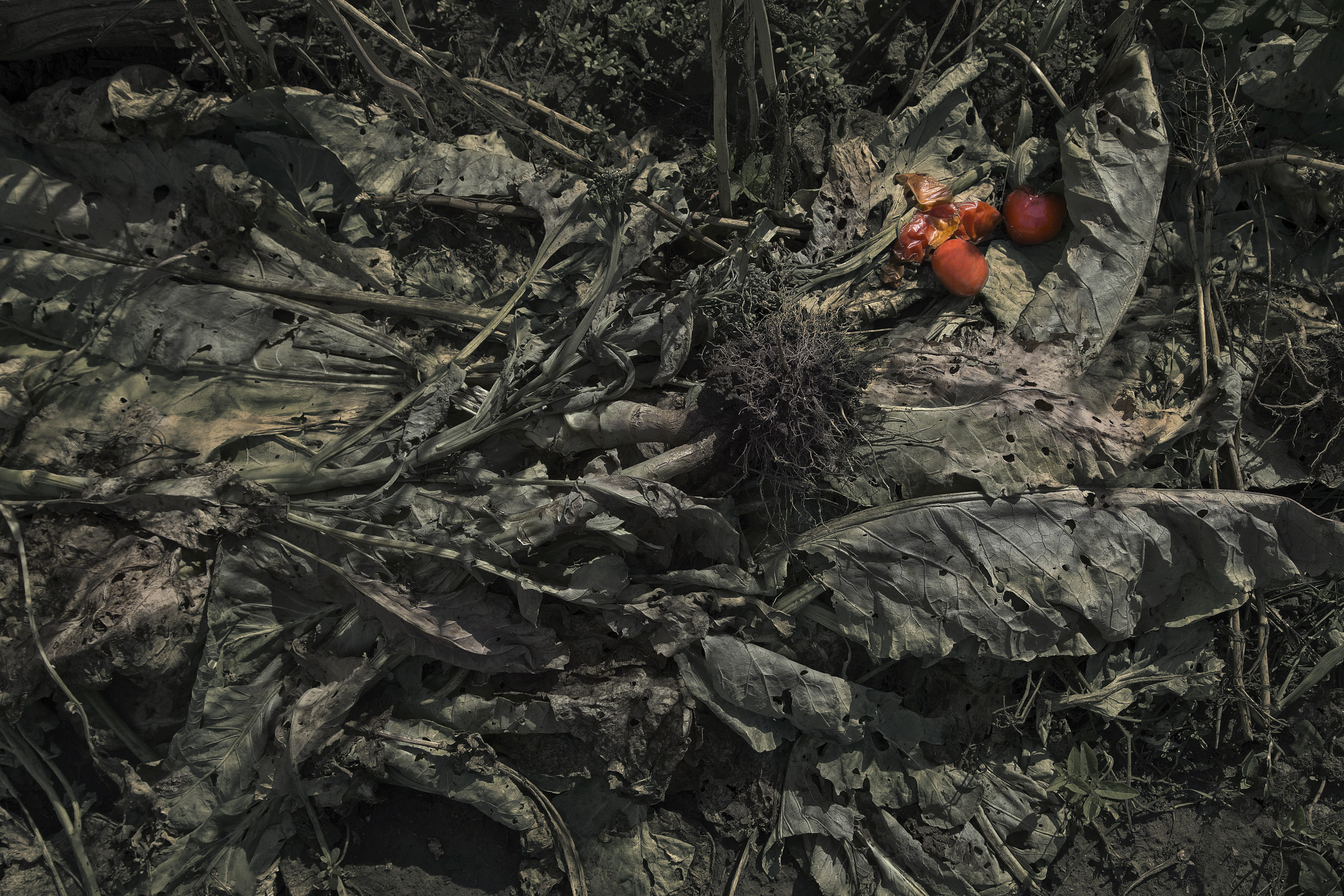 натюрморт, Виктор Кириллов