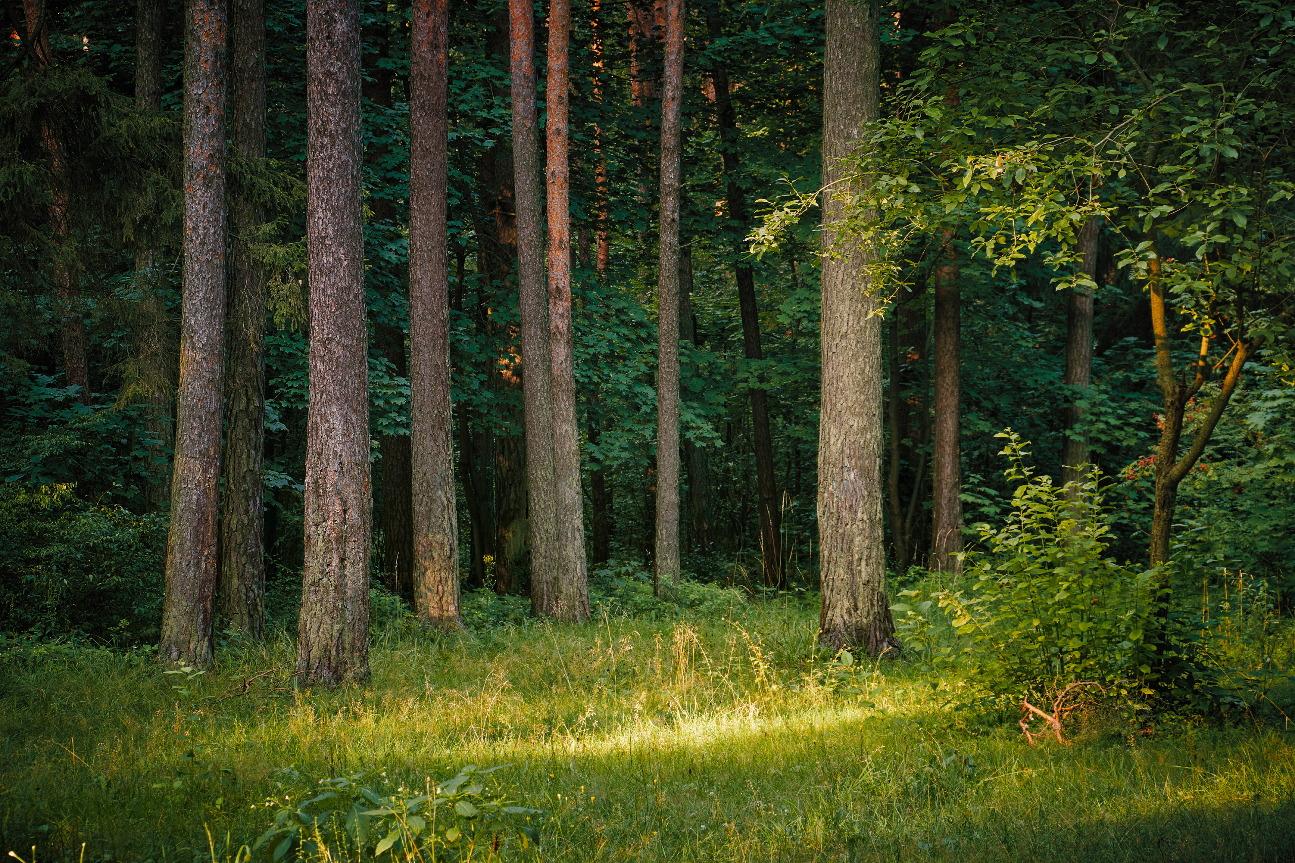 лес, деревья, листва, свет, Валерий Вождаев