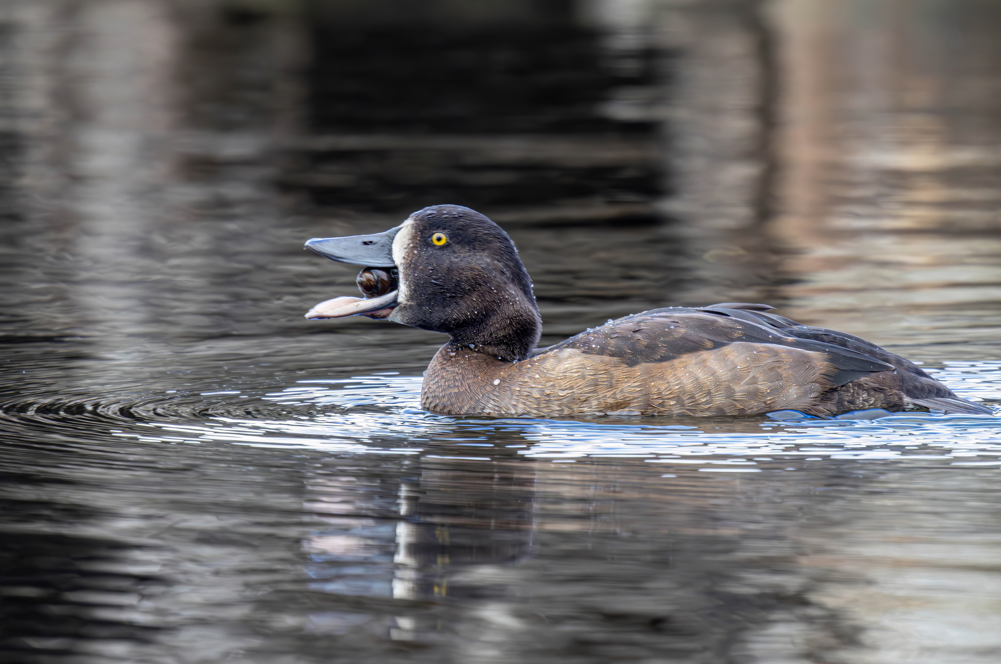, Волынский Виктор
