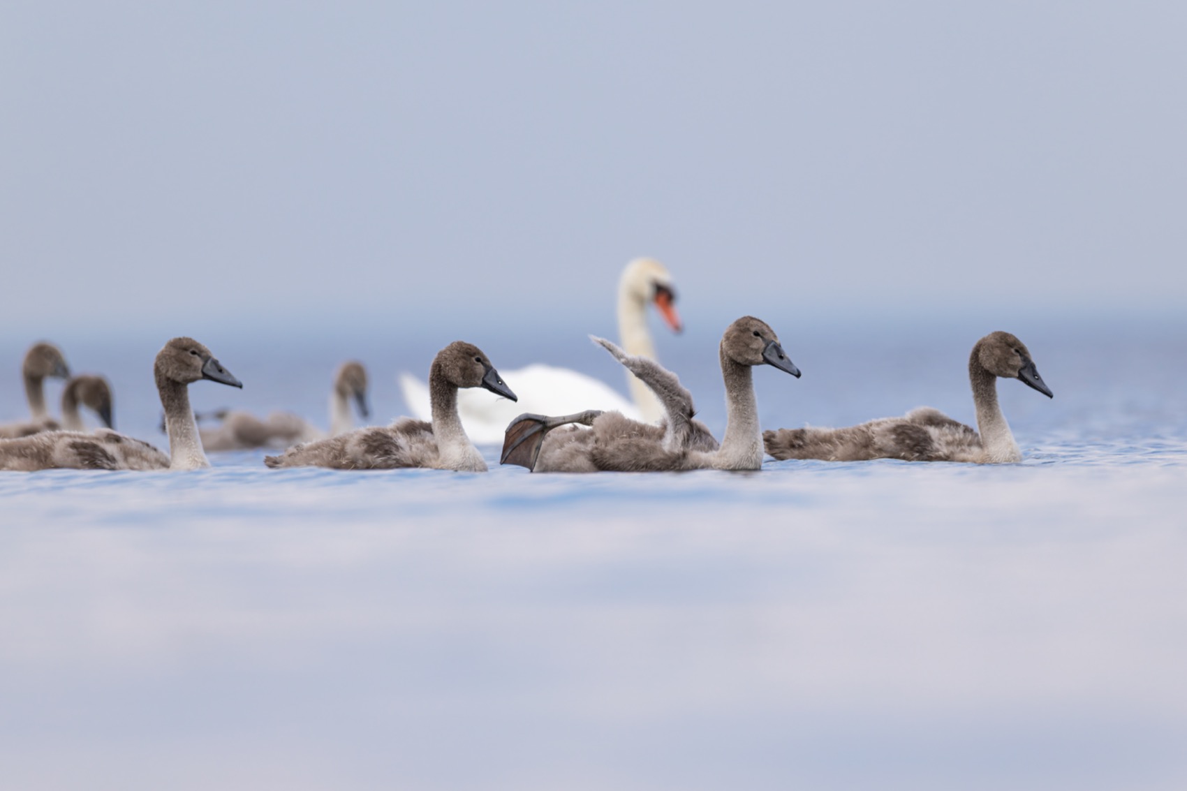 шипун, лебедь, лебедь шипун, лебедь-шипун, финский залив, Руслан Pl