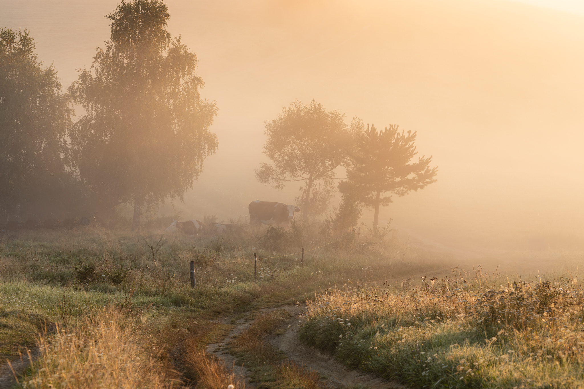 ,  Mirosław Pruchnicki