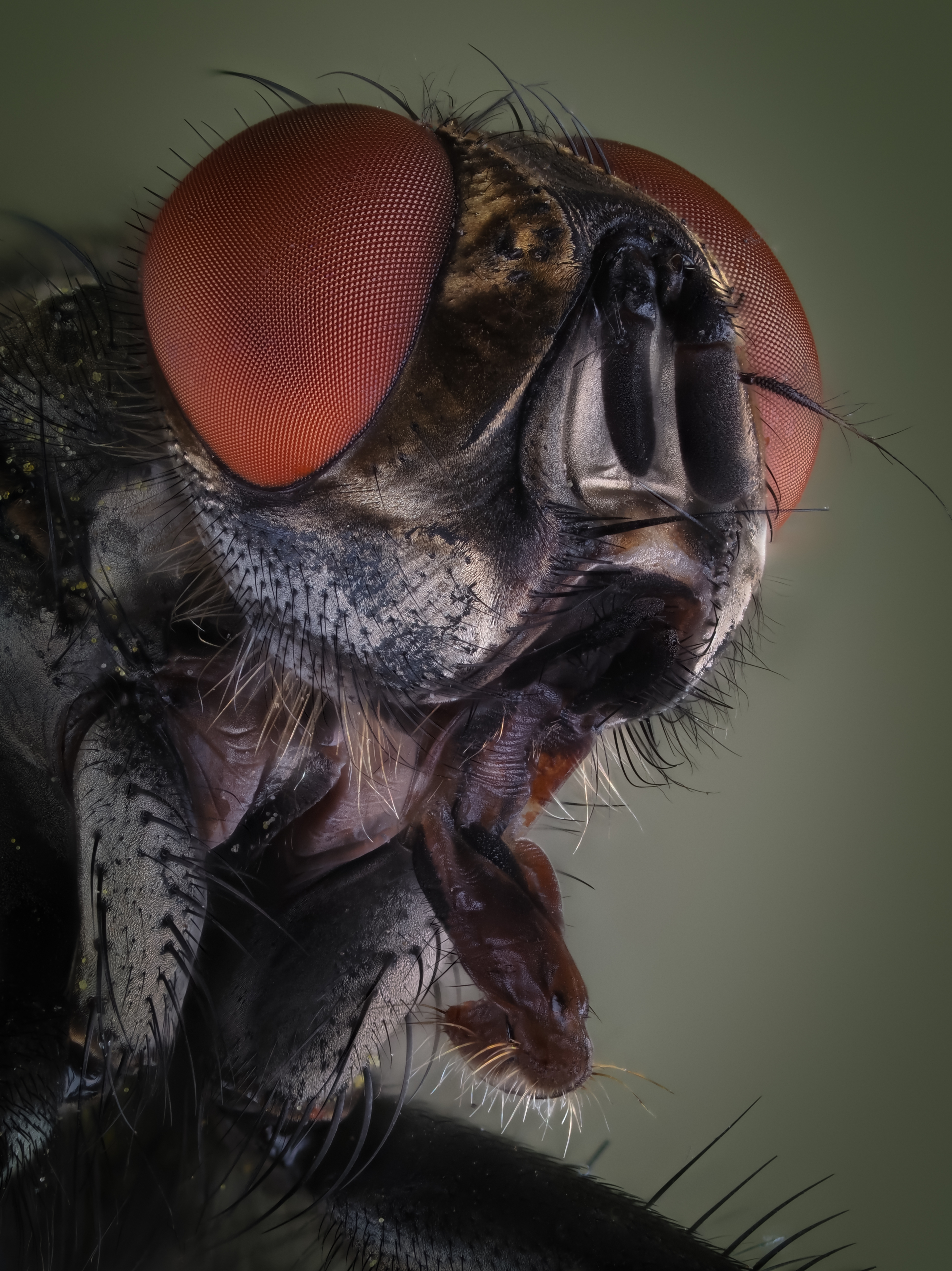 , Олег Савицкий