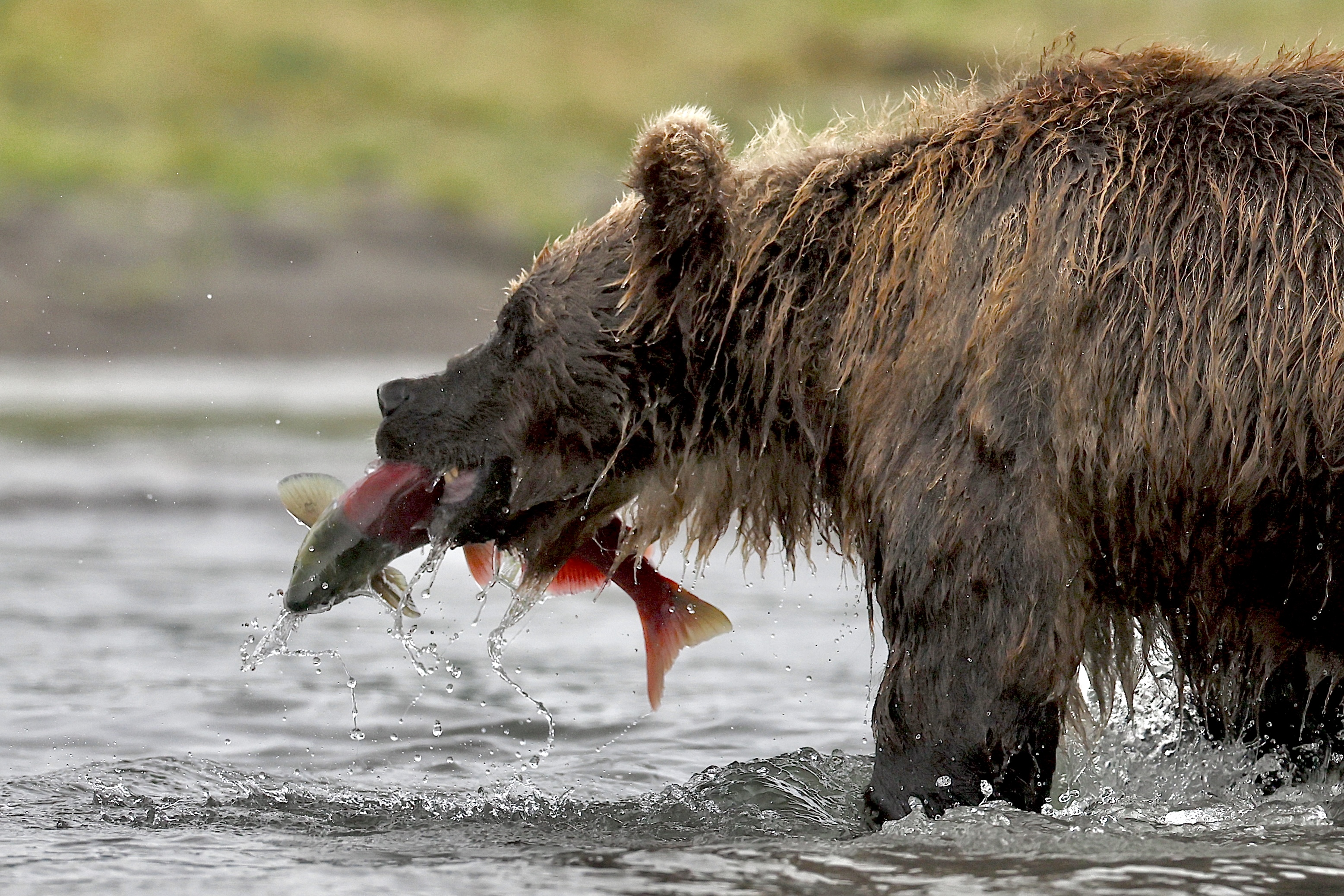 , Голубков Леонид