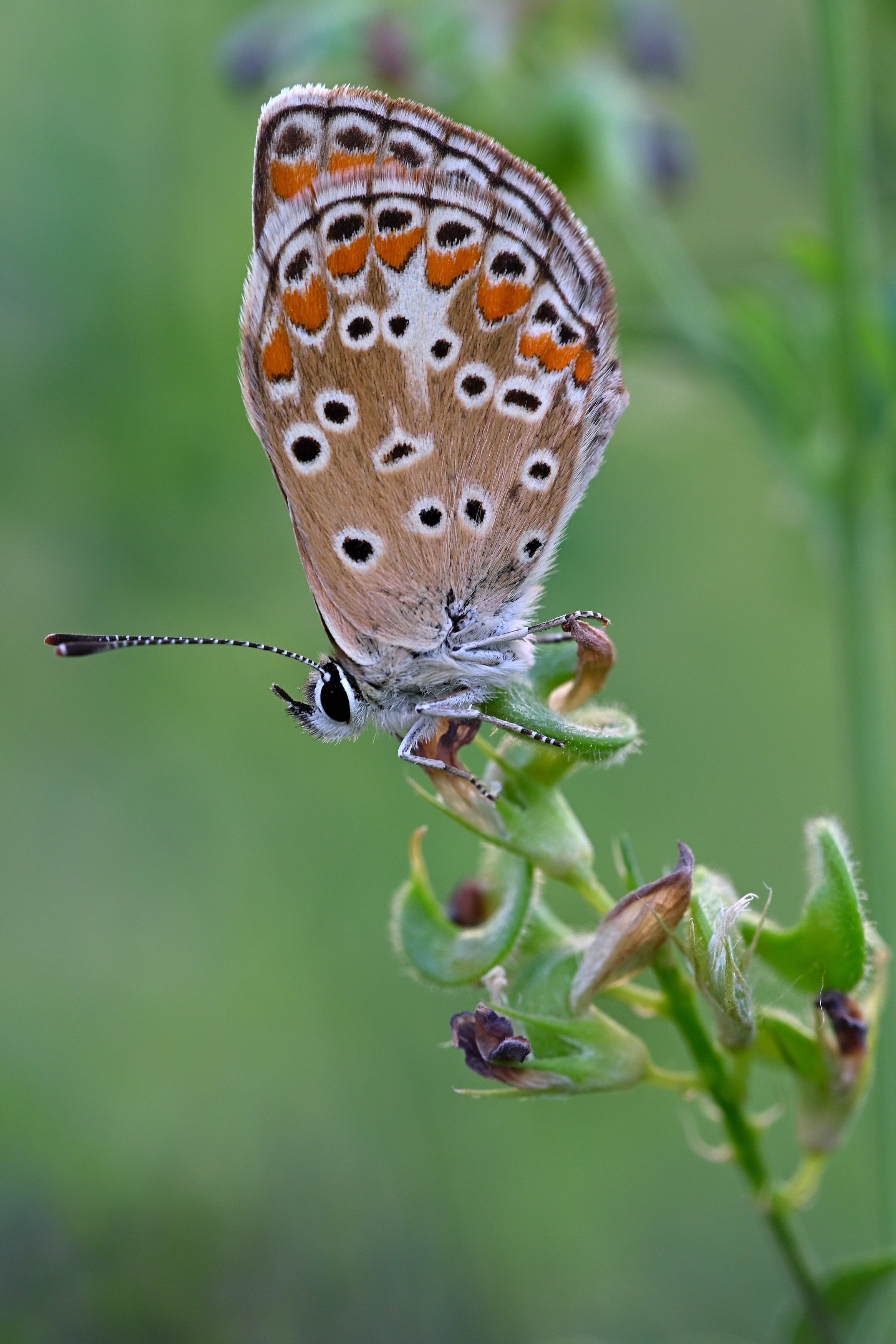 , Dmitry BESPAMIATNYI