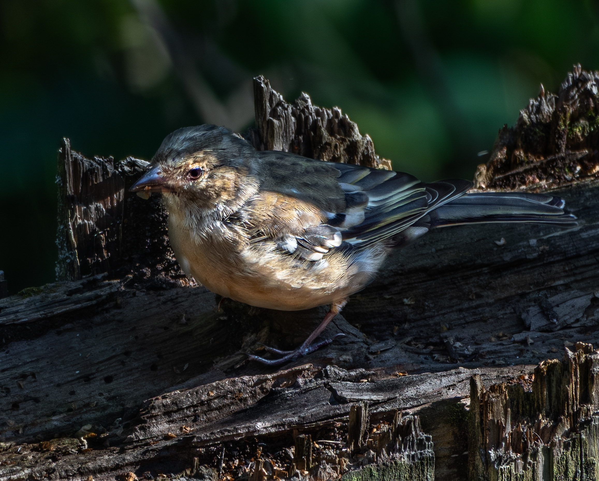 , Курлянцев Алексей