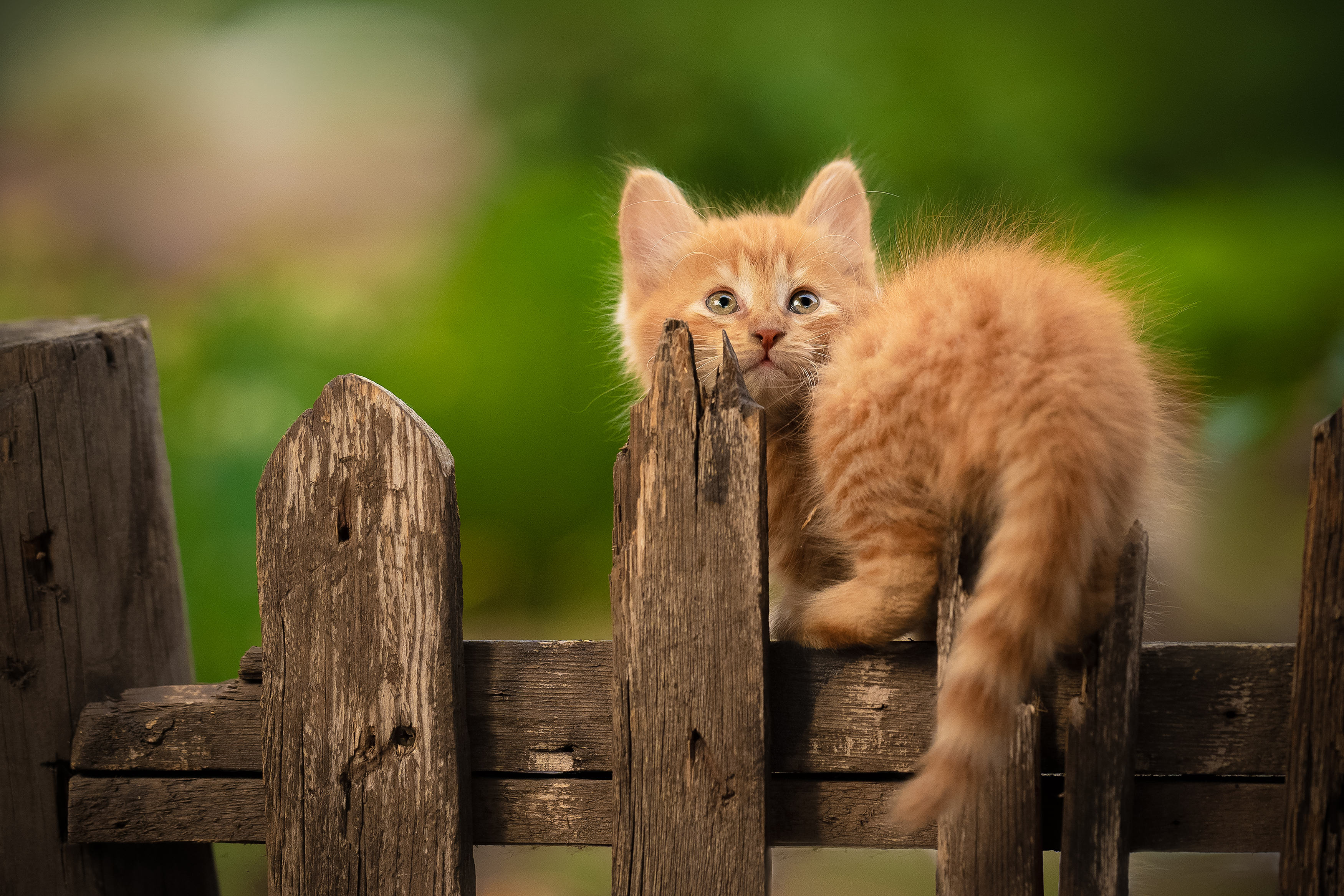 , Коротун Юрий