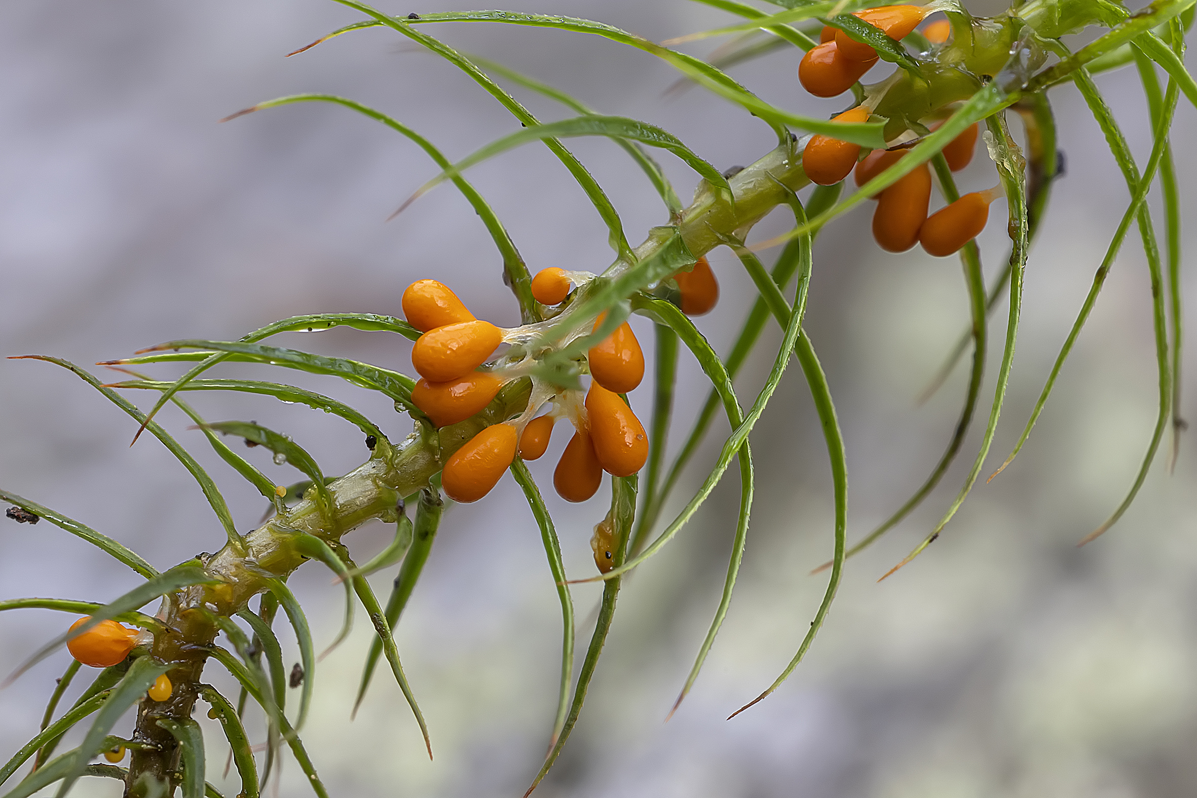 миксомицеты, сфагновый мох, леокарпус, лес, Широких Александр