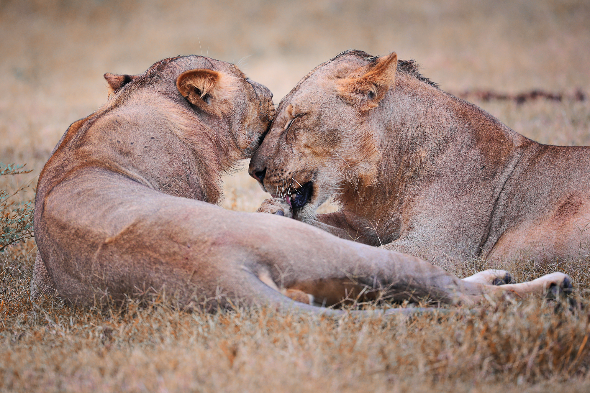, Худзинская Ирина
