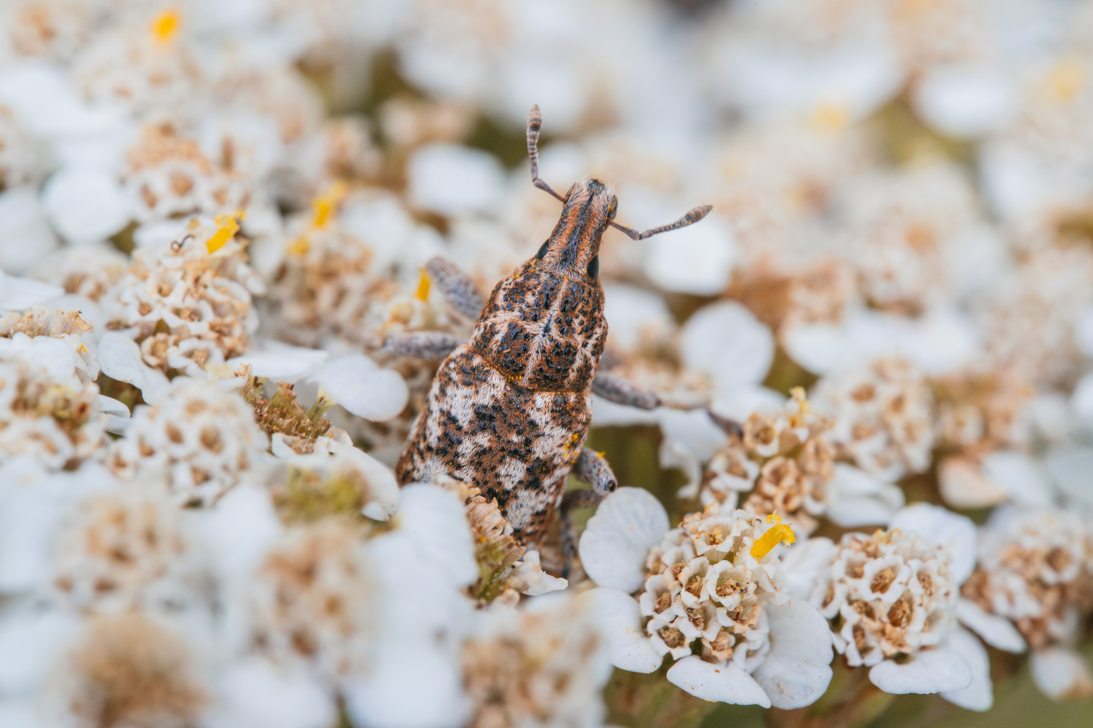 , Ольга Таланцева