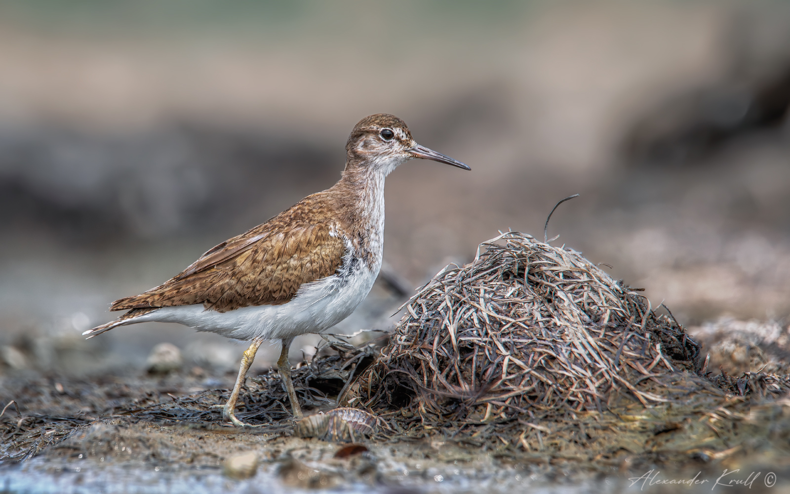 кулик, перевозчик, actitis hypoleucos, Круль Александр