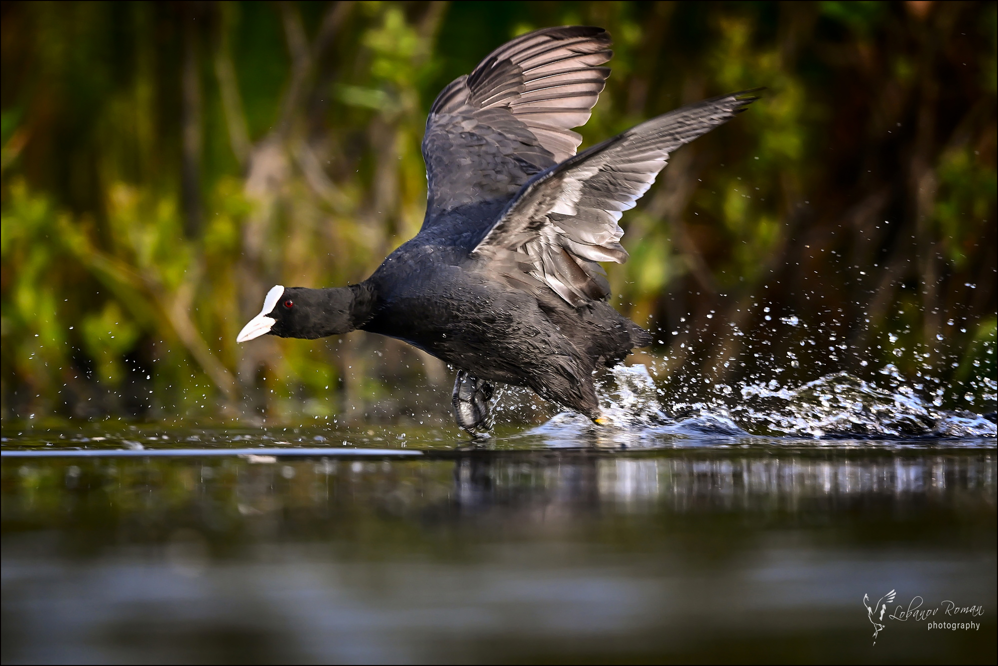 , Лобанов Роман
