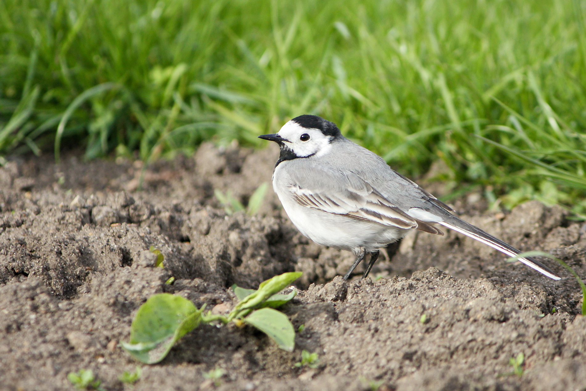 трясогузка, белая трясогузка, motacilla alba, КарОл