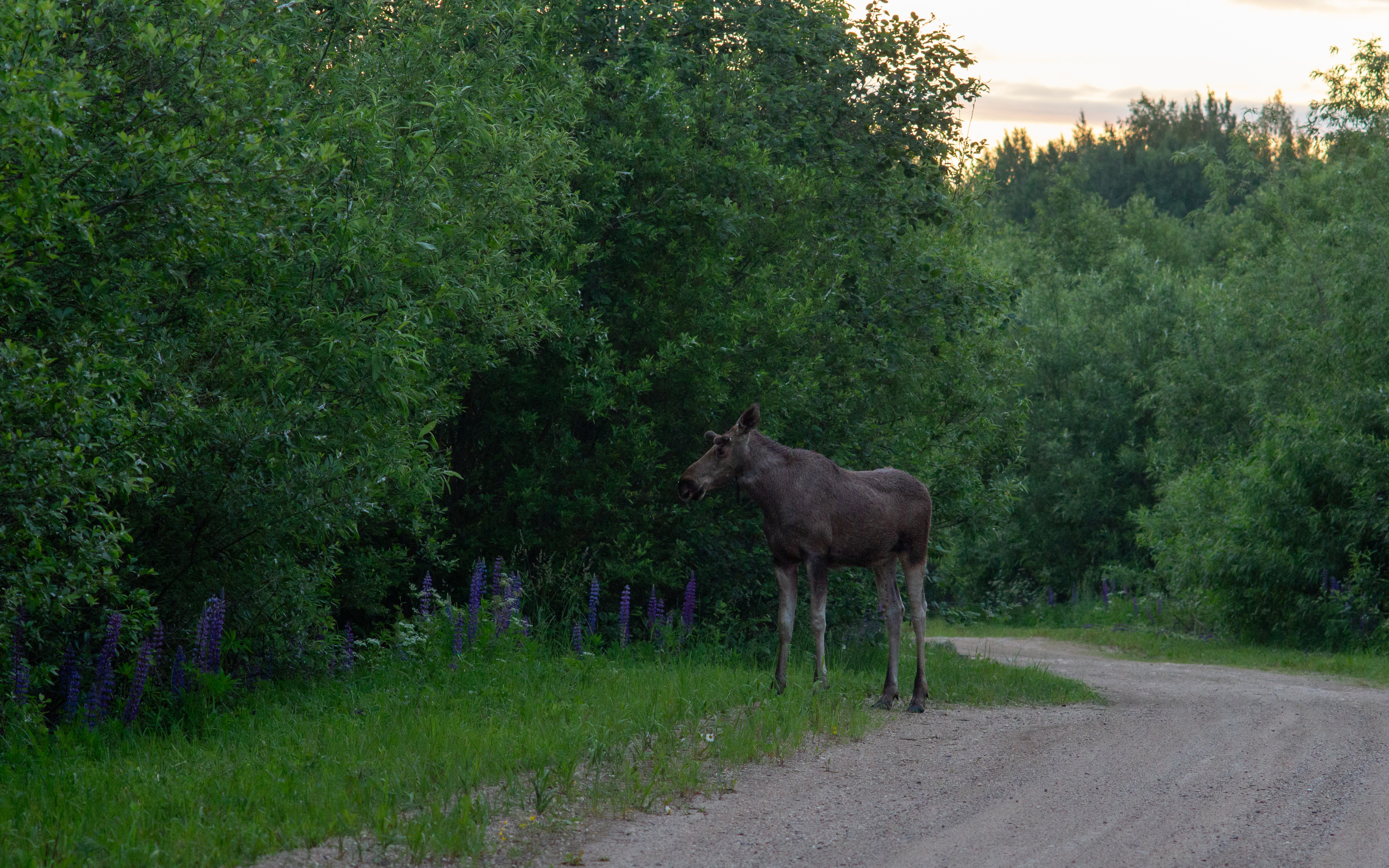 , Комарова Вера