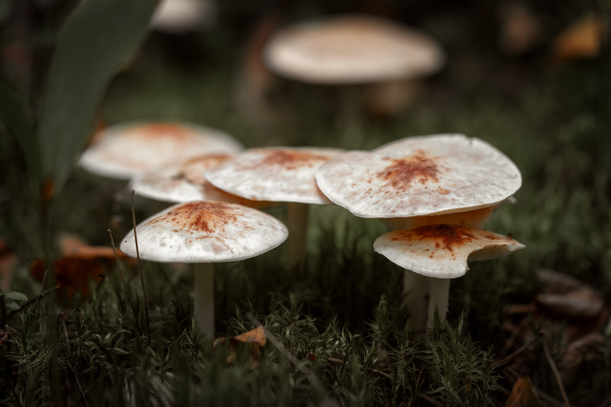 грибы, растение, природа, макро, грибница, Завьялова Людмила