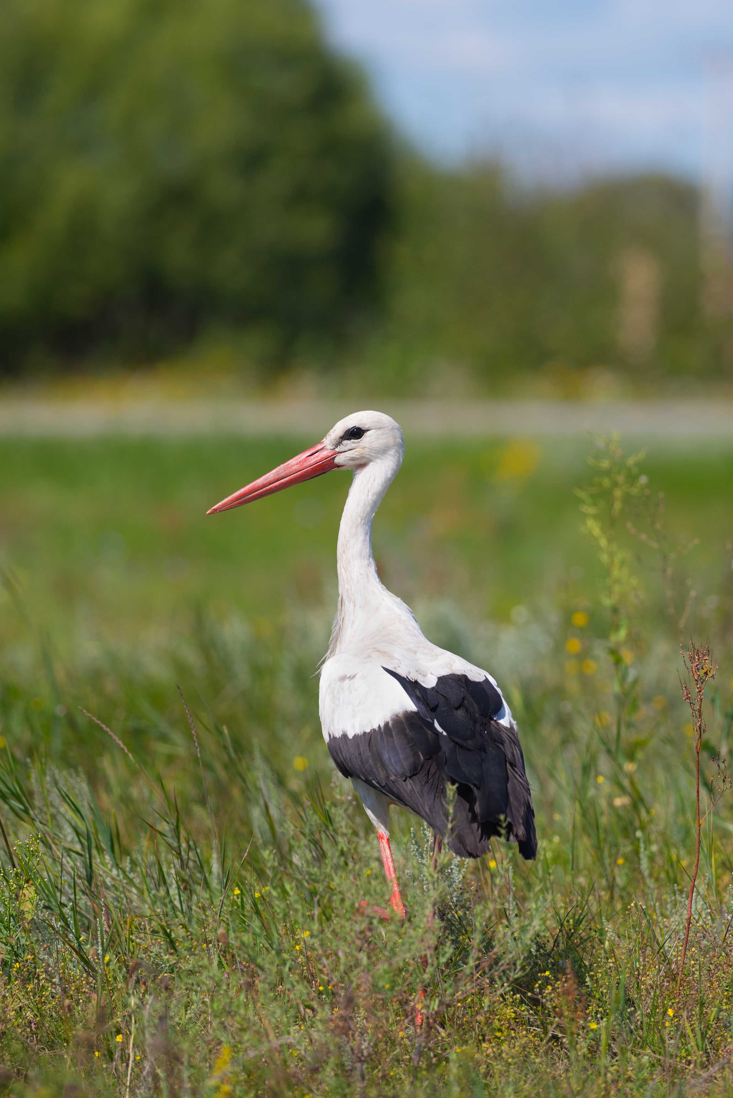 аист, белый аист, птица, птицы, природа, лето, поле, луг, деревная, воронеж, фотоохота, Воронов Денис