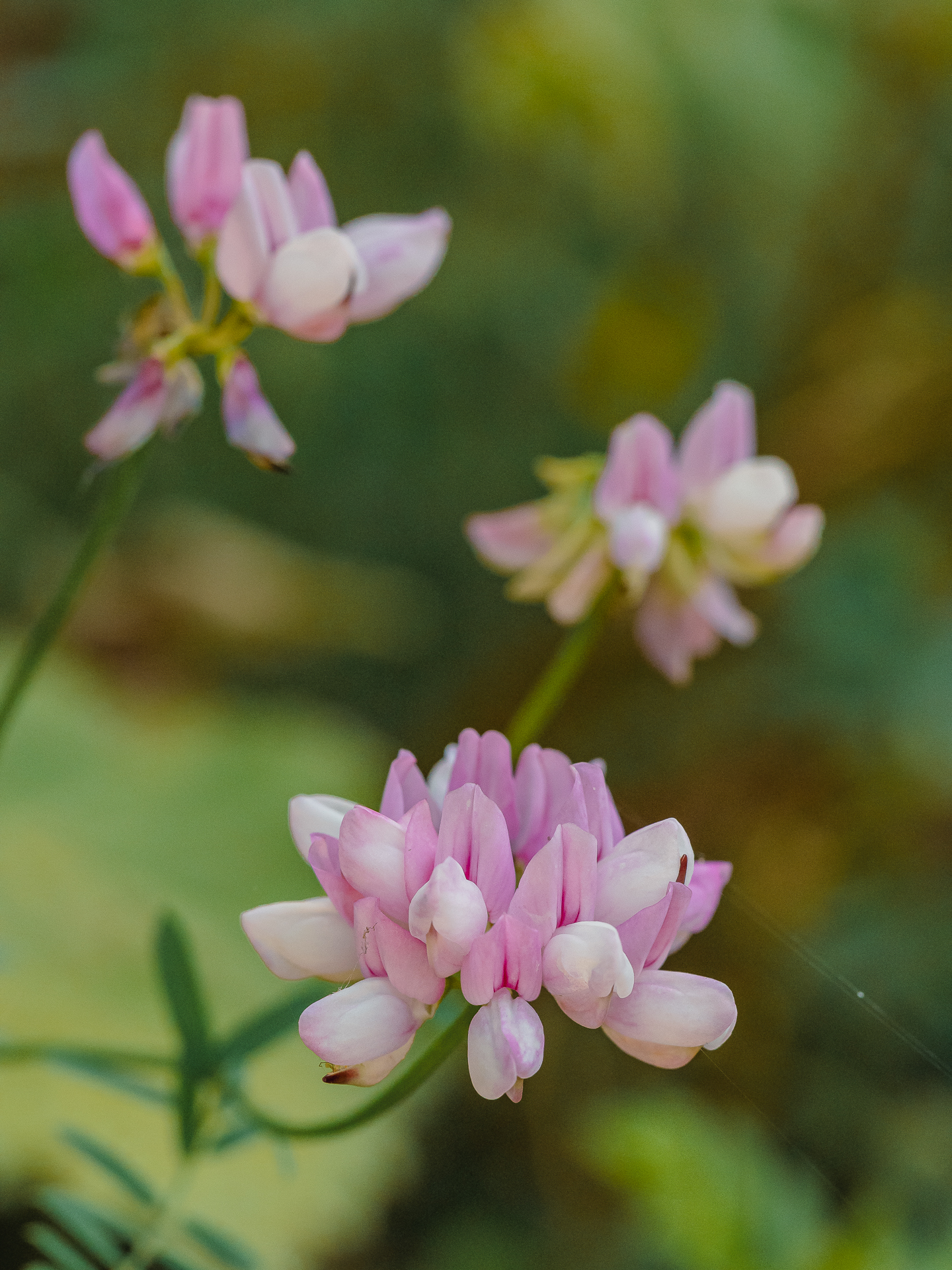 , Ирина Протченко