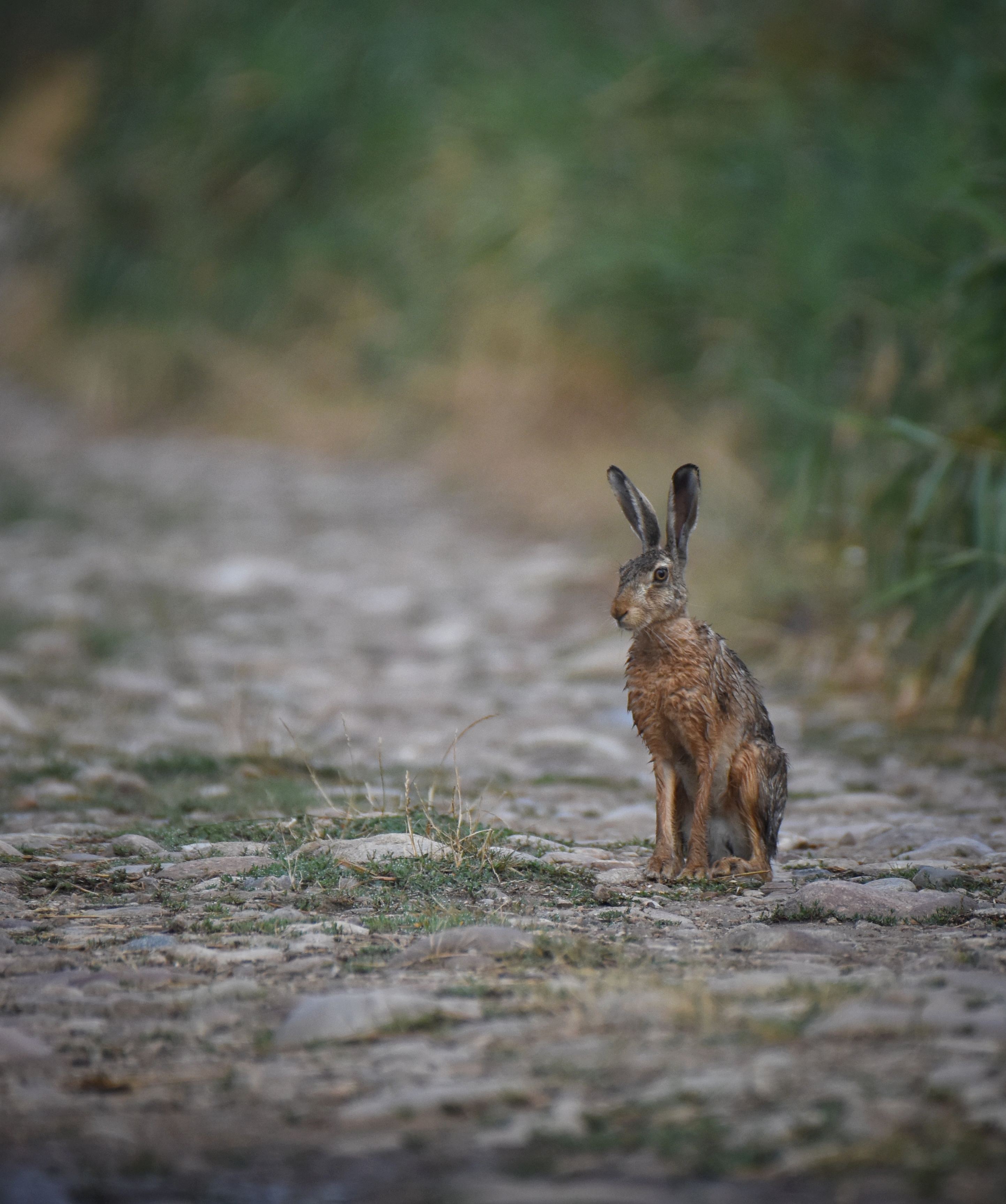 , Герчев Николай