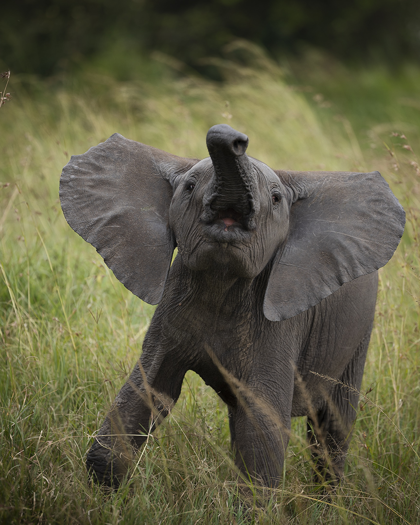 слонята не знают, что делать со своими хоботами, пока им не исполнится восемь месяцев. поэтому они наступают на них, не используют их или просто поднимают., Budimir Jevtic