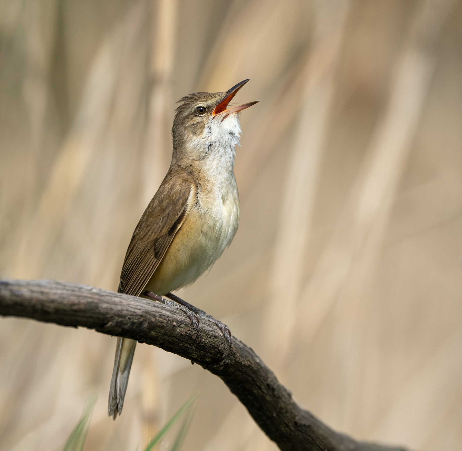 птицы камышовка, Олег Есиков
