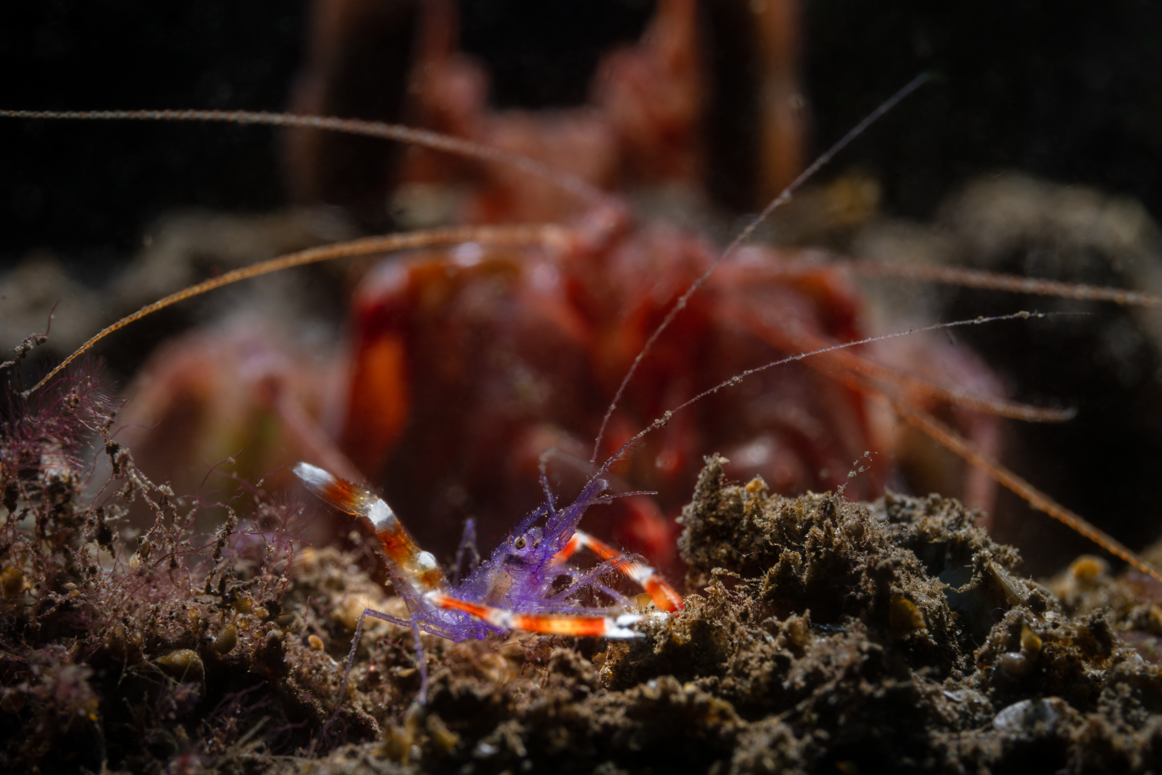 , Савин Андрей