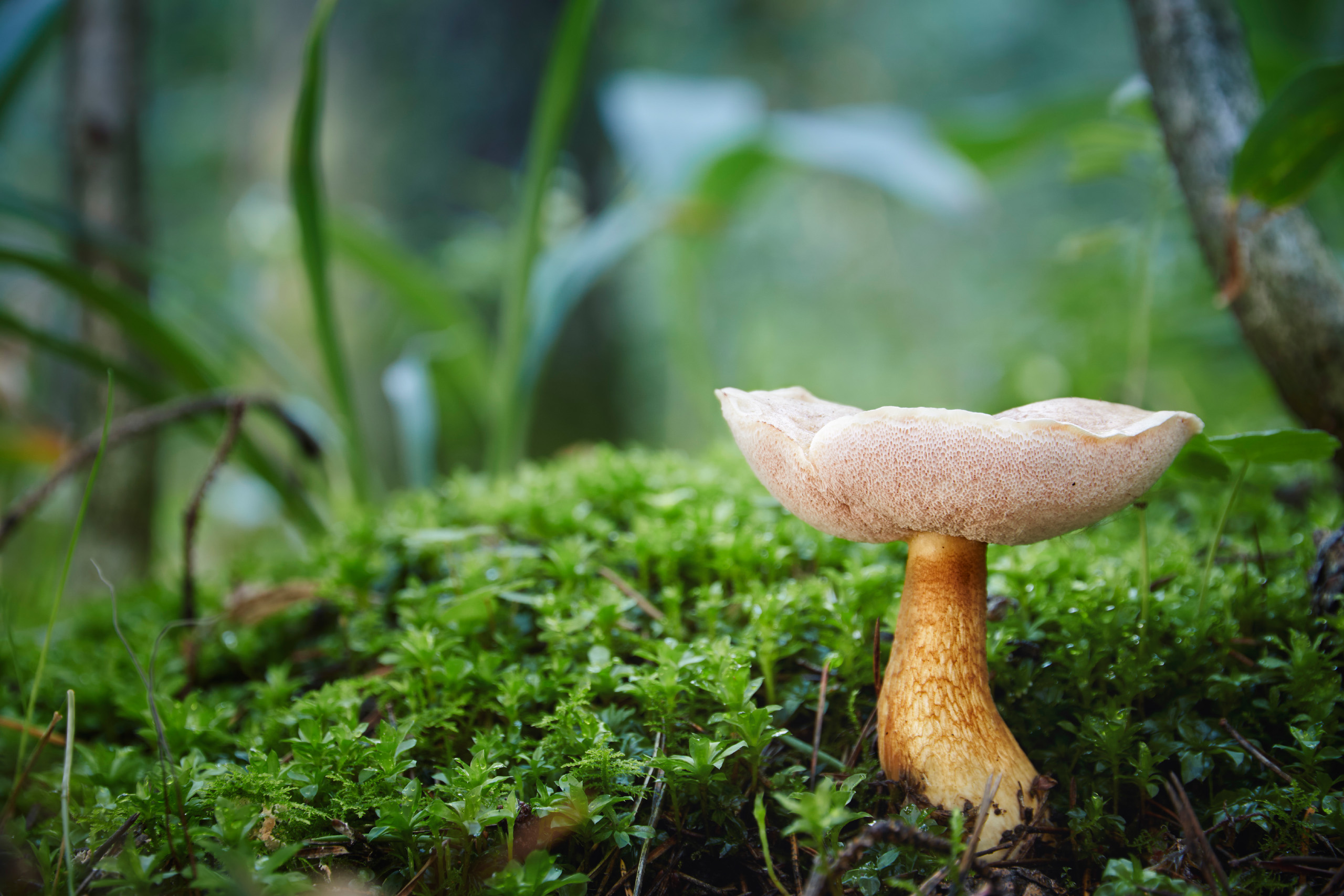 гриб, лес, Валерий Вождаев