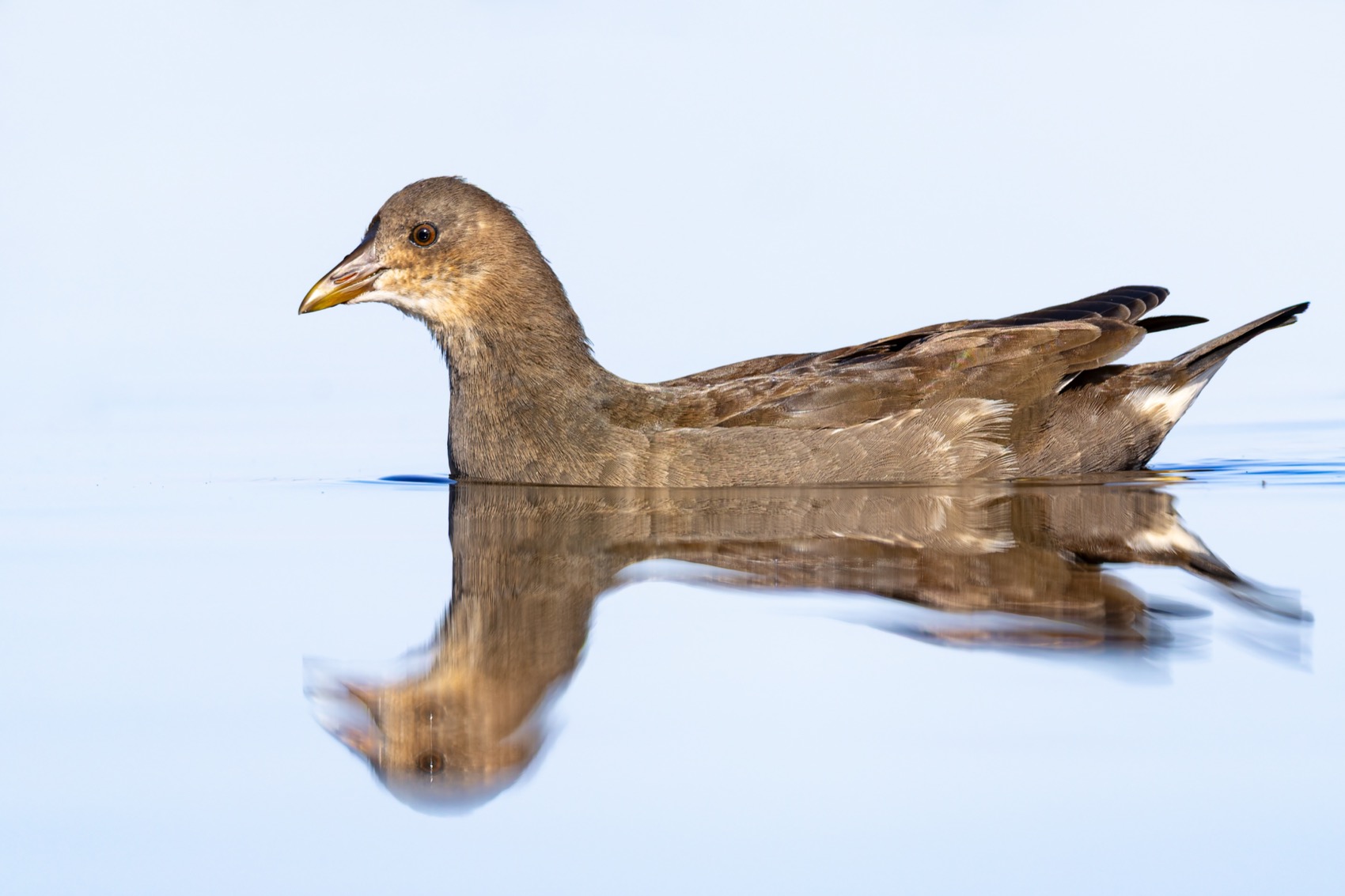 камышница, птицы, Руслан Pl