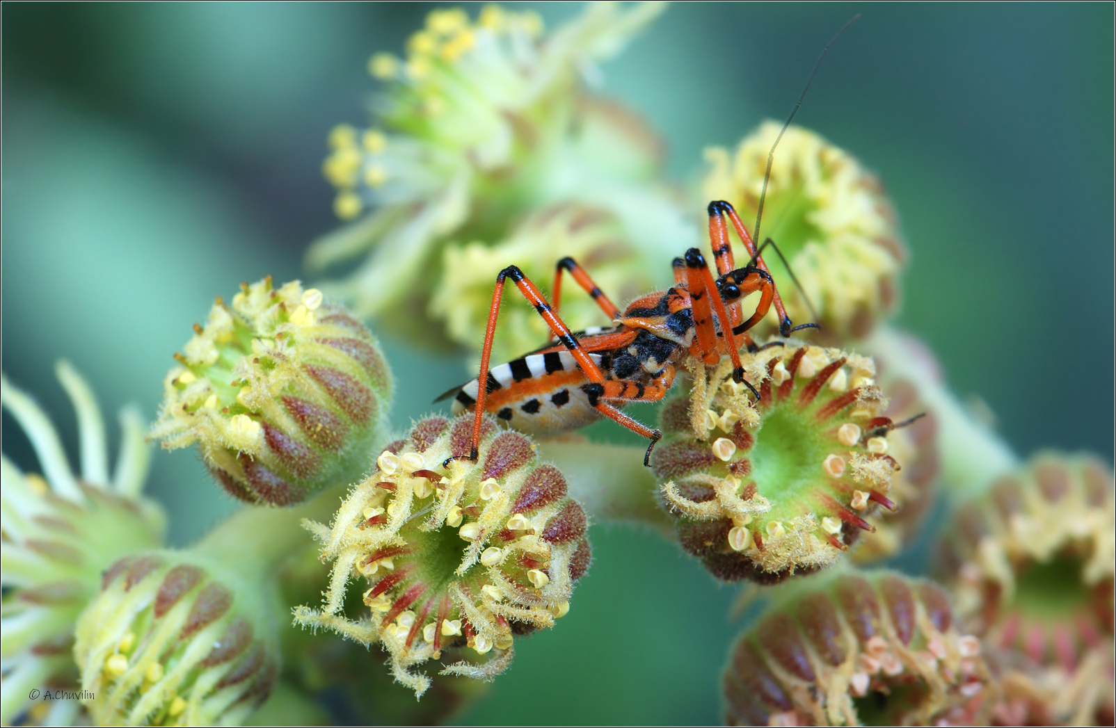 клоп,хищнец,цветы, Александр Чувилин