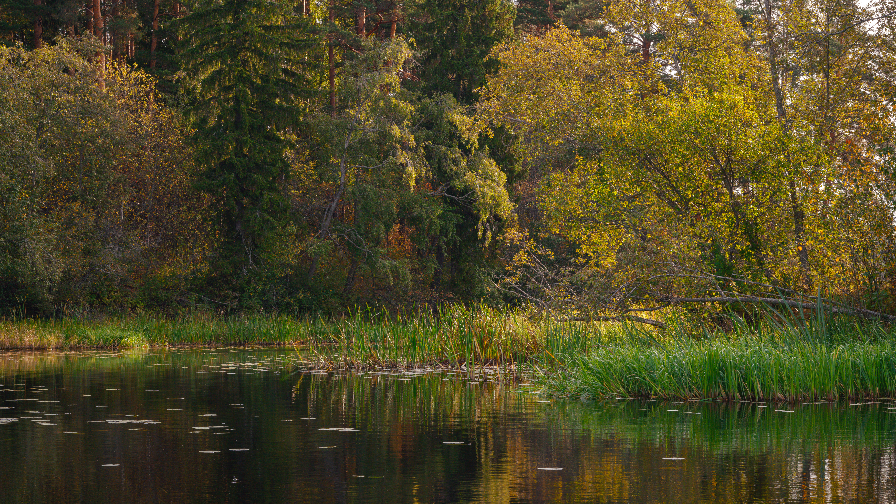 forest, tree, light, foliage, sunlight, autumn, morning, lake, river, water, reflection, evening, season, Андрей Козлов