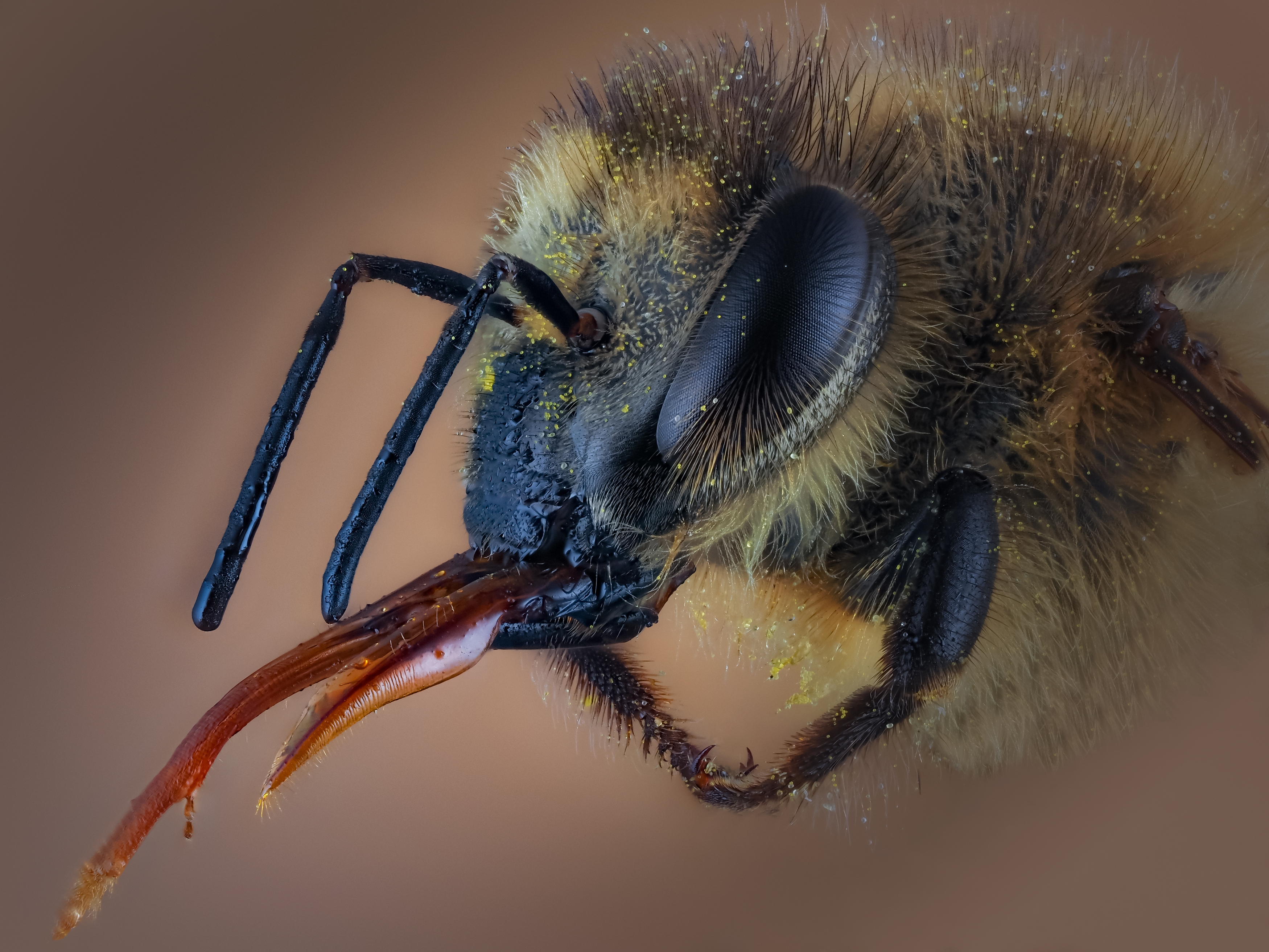 , Олег Савицкий