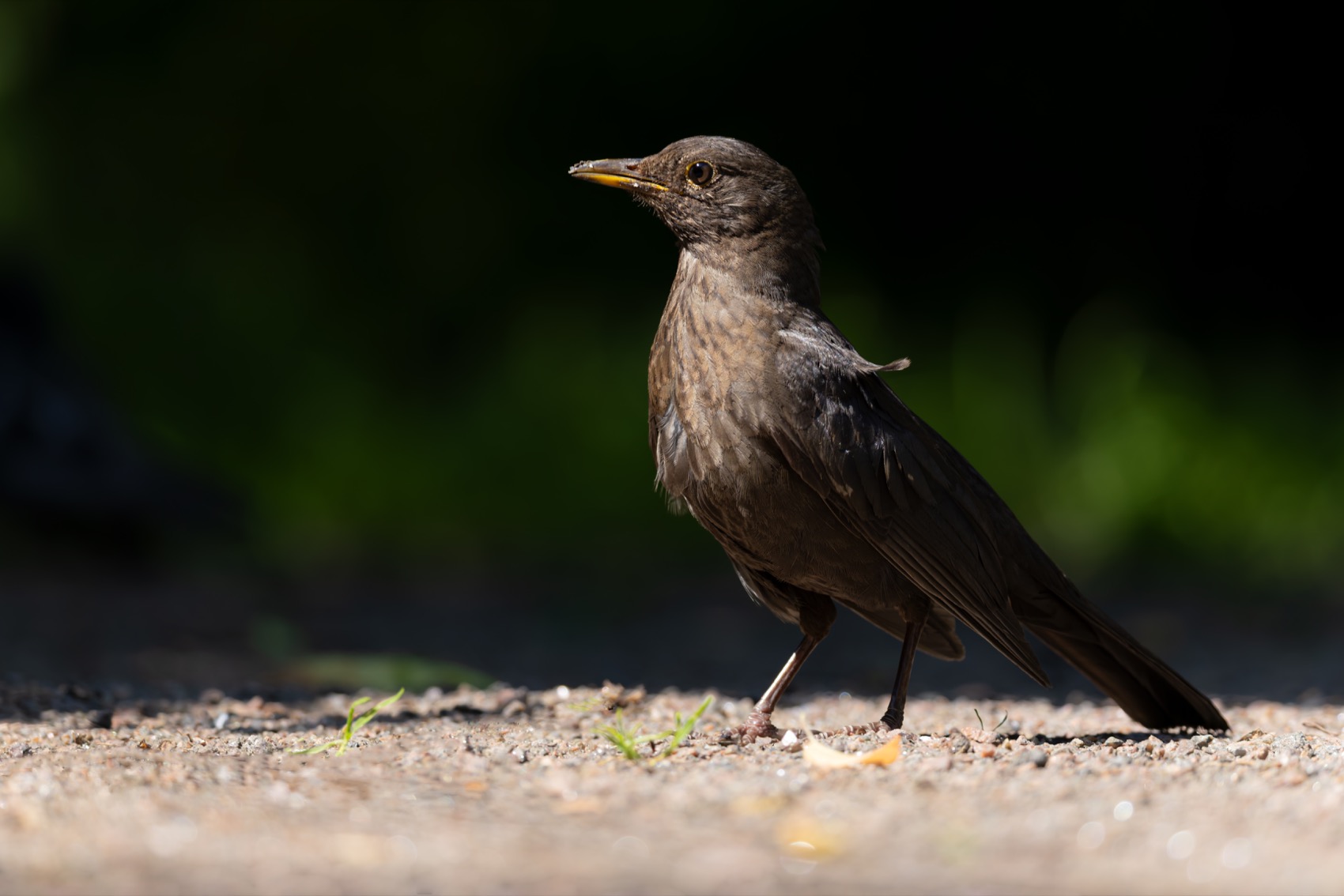 черный дрозд, дрозд, птицы, Руслан Pl