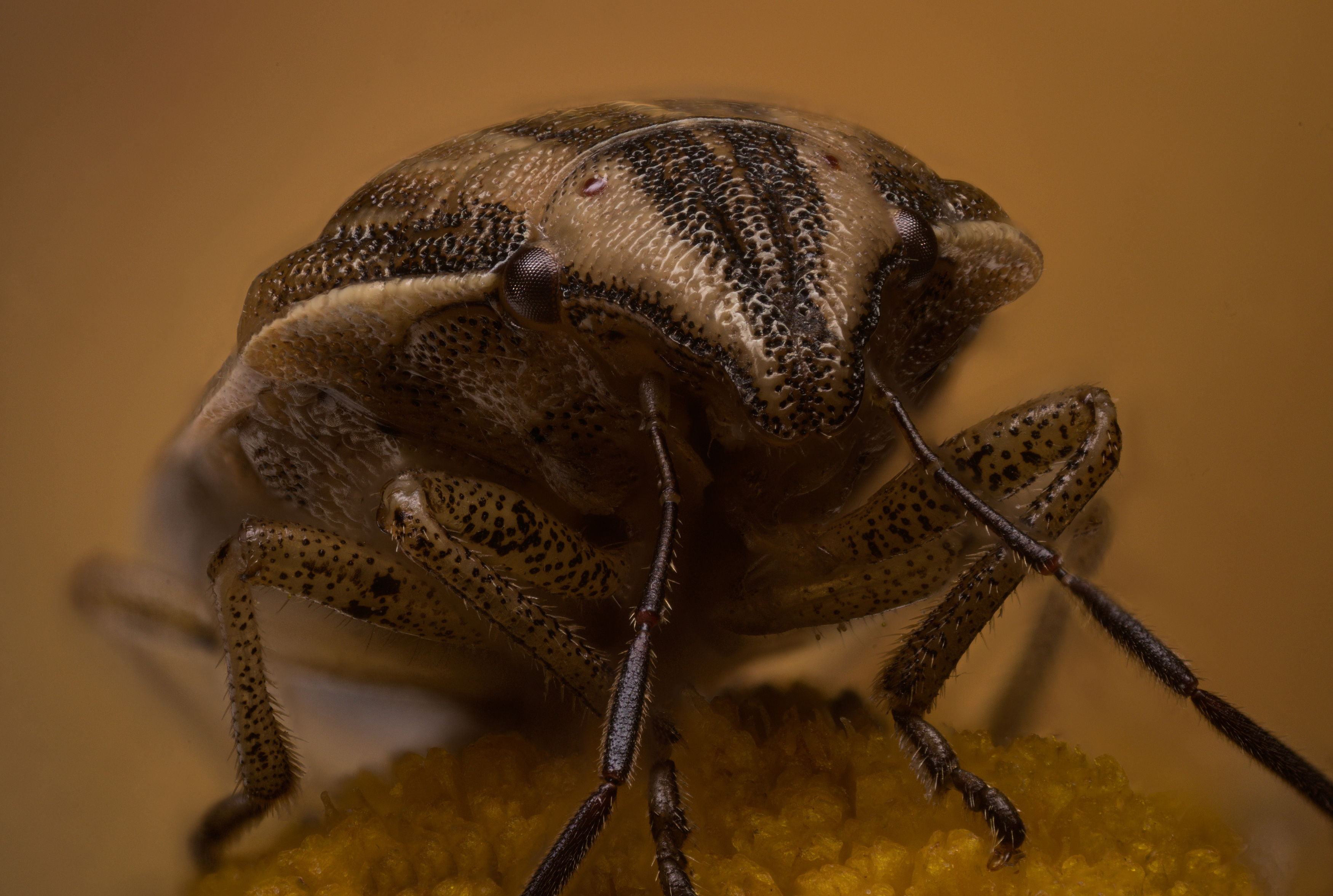 , Иван Золин