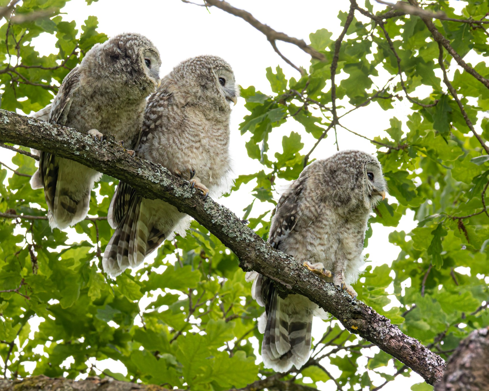 уральская неясыть, длиннохвостая неясыть, совенок, птицы, неясыть, Руслан Pl