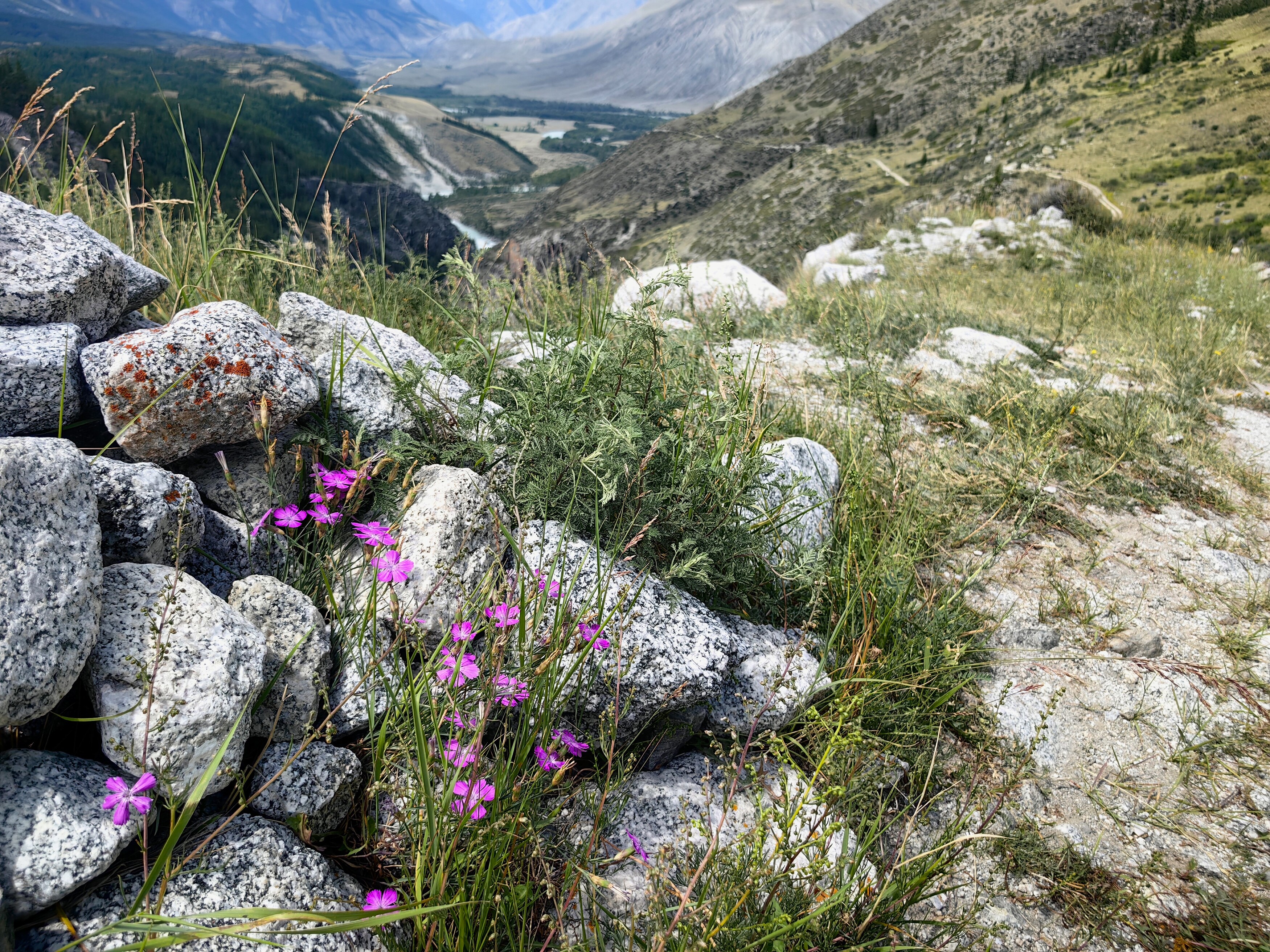 природа,камни,горы,цветы,гвоздика,алтай, Козлова Галина