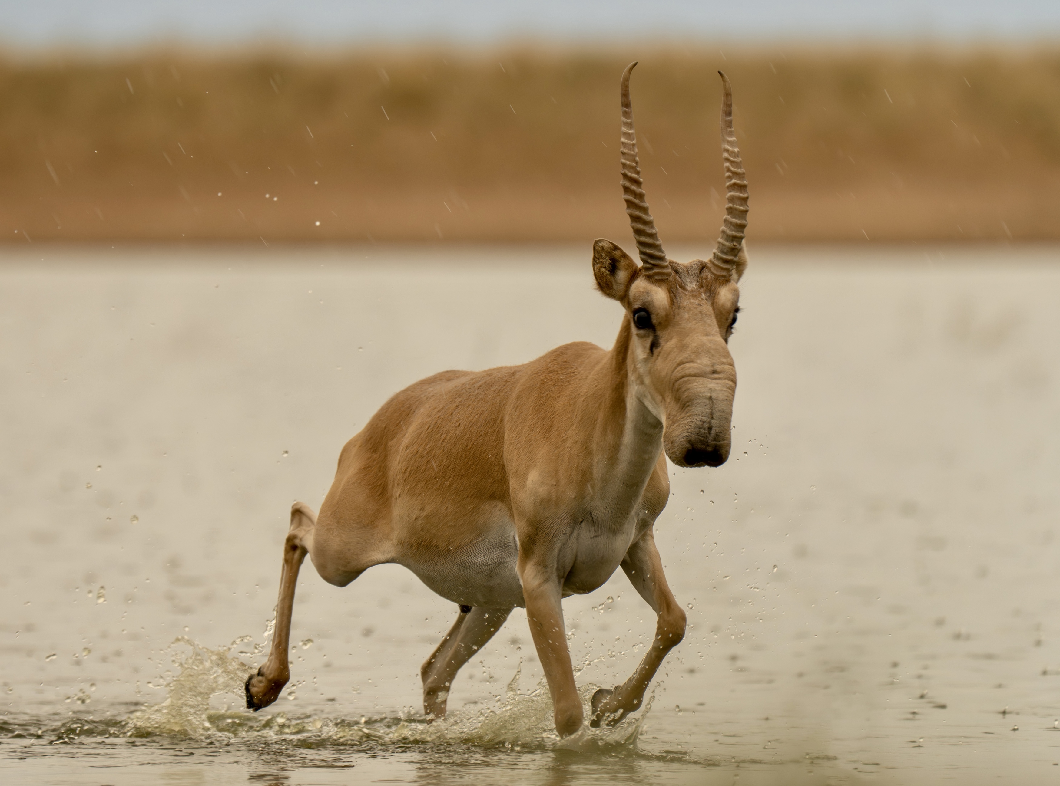 , Владимир Цветов