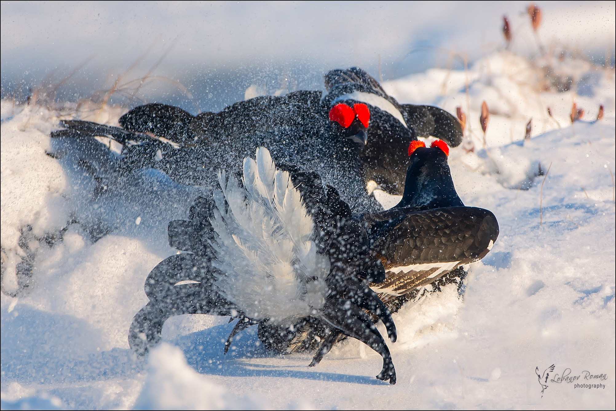 , Лобанов Роман