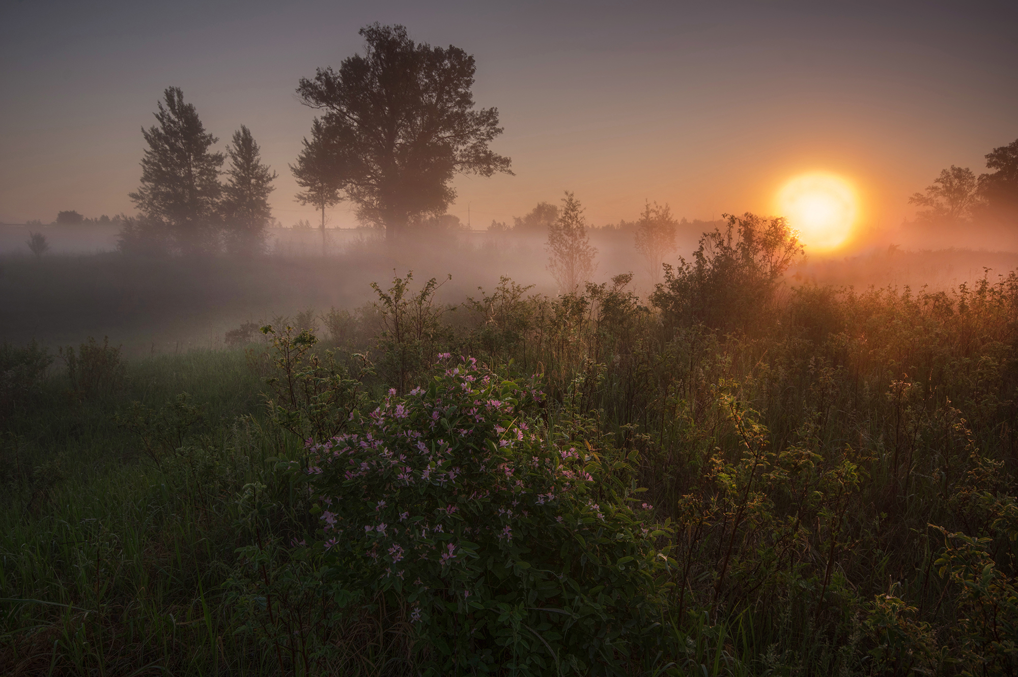 сибирь, лета, утро, рассвет, свет, солнце, природа, Чичкин Валерий