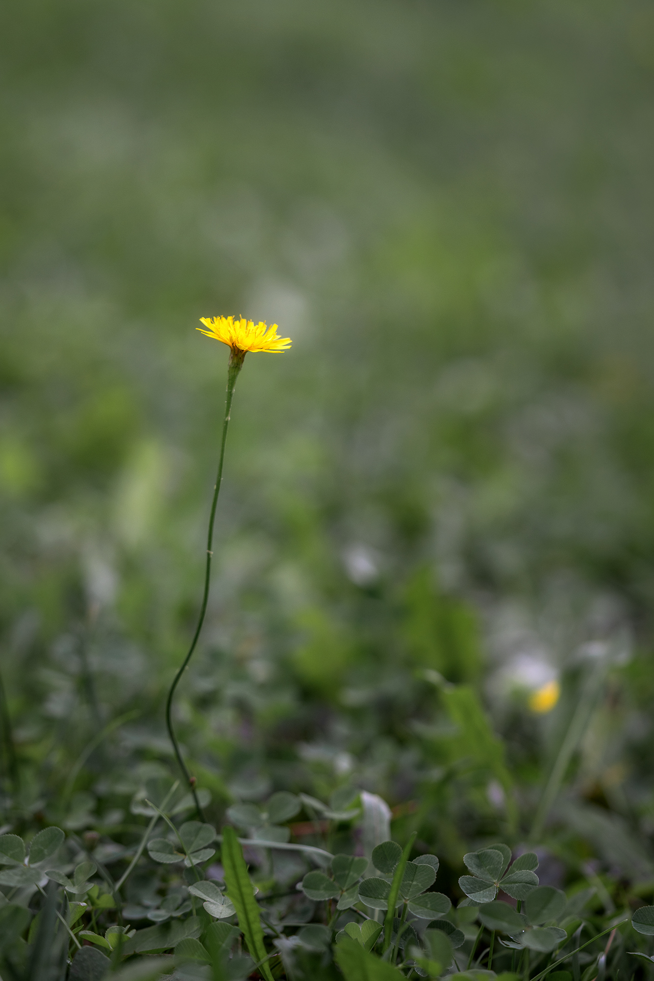 цветок, природа, макро, боке, флора, Завьялова Людмила