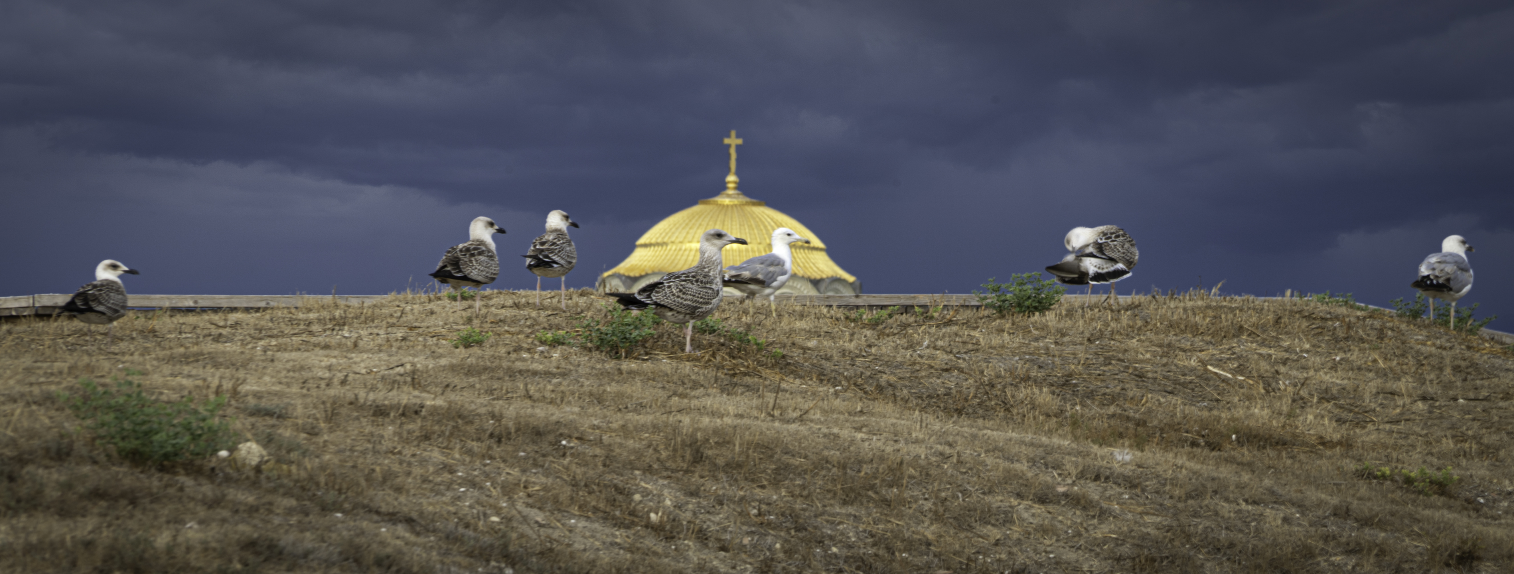 Россия, Крым, Севастополь, Херсонес Таврический, Свято-Владимирский собор, чайки, Гаврилов Юрий