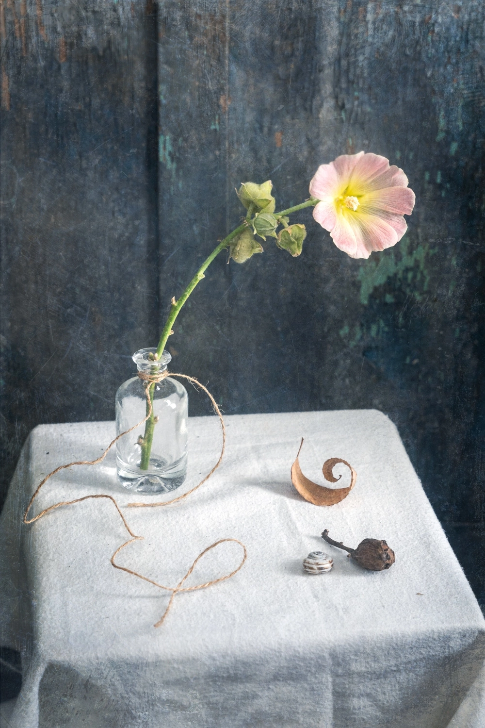 мальва, натюрморт, цветок, Анна Иванова