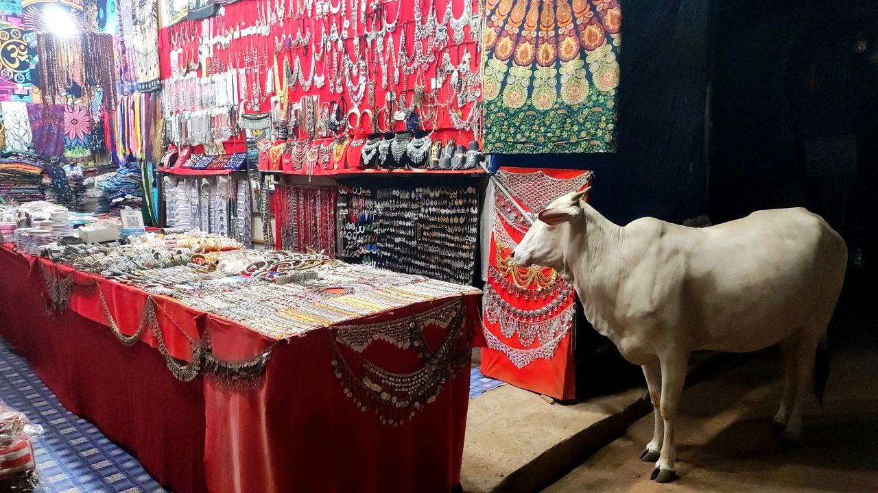 корова, гоа, путешествия, cow, goa, travel, to buy, shopping, Karina Yakovleva