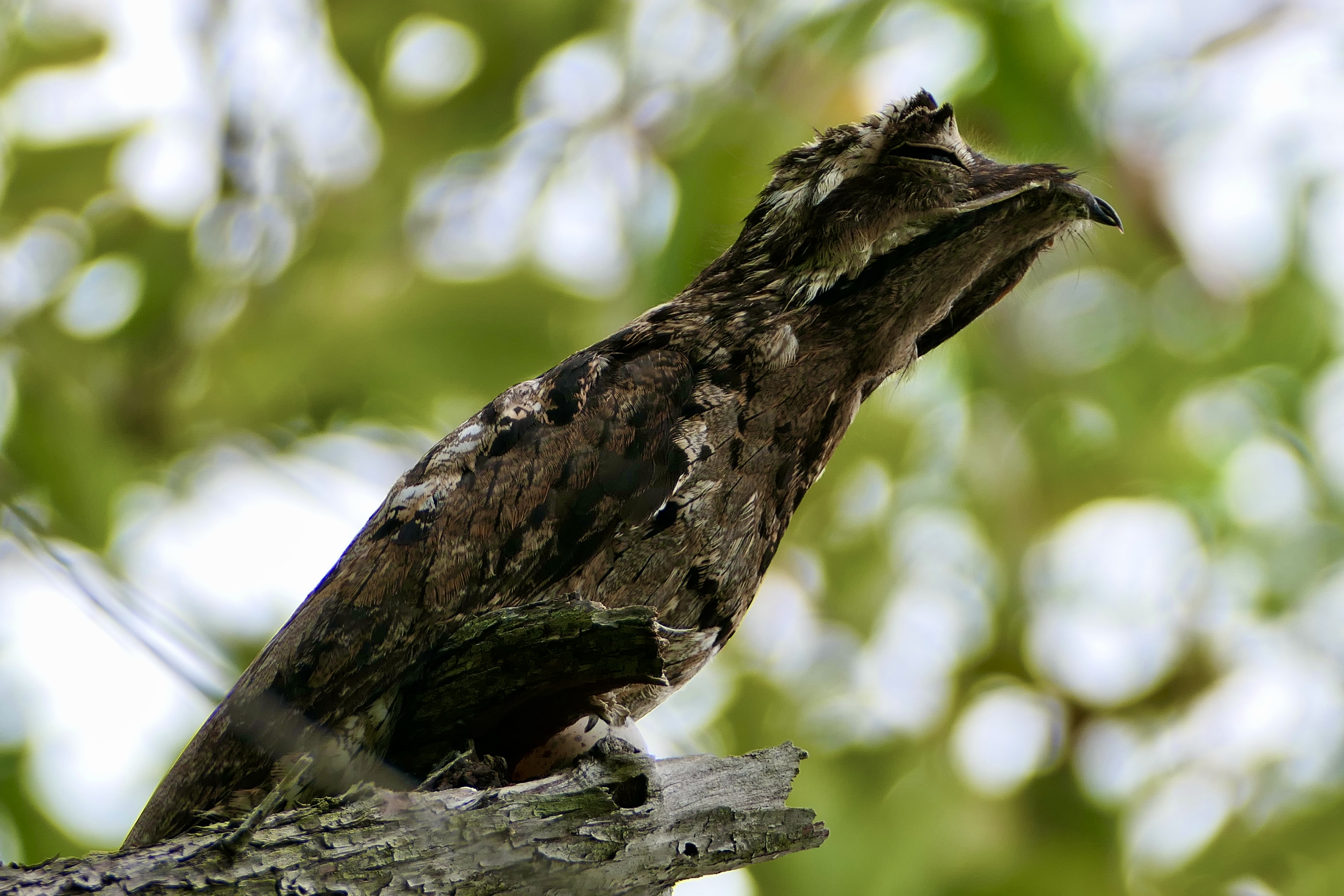 Animals, Common potoo, Birds, Costa Rica, Wild Life, Bokeh, Rare bird, Обыкновенный поту, Птицы, , Povarova Ree Svetlana