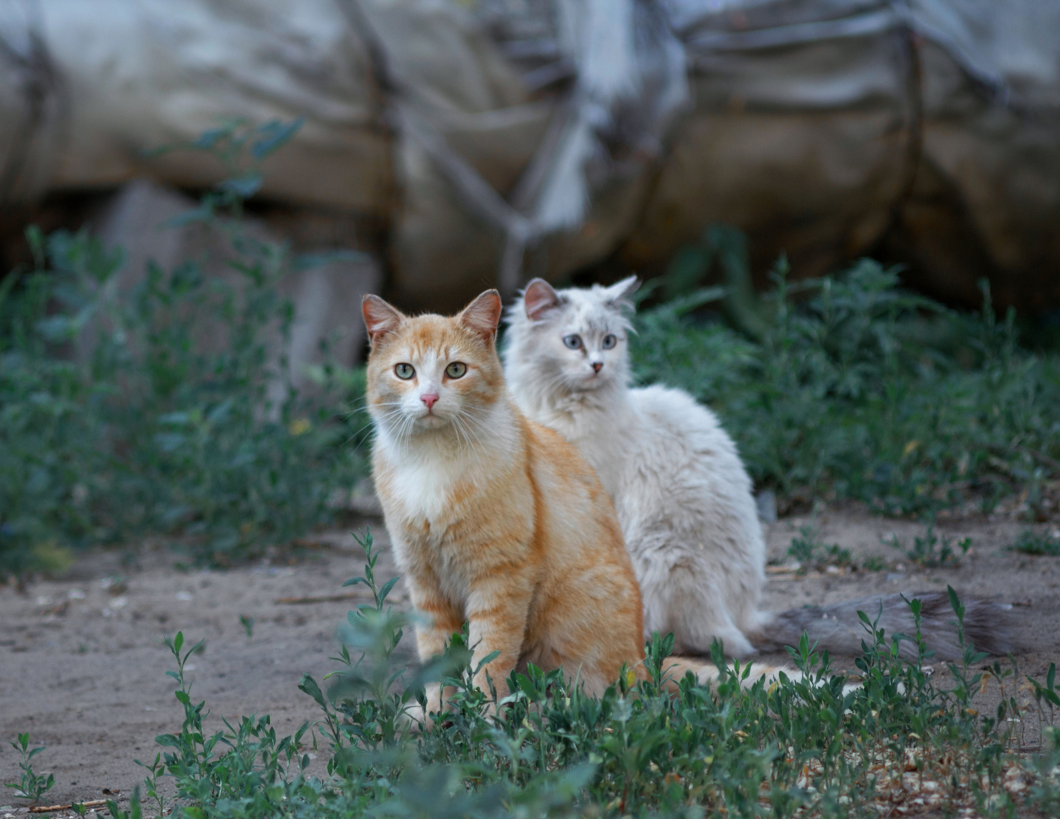 дворовые, кошки, Александр Канцур