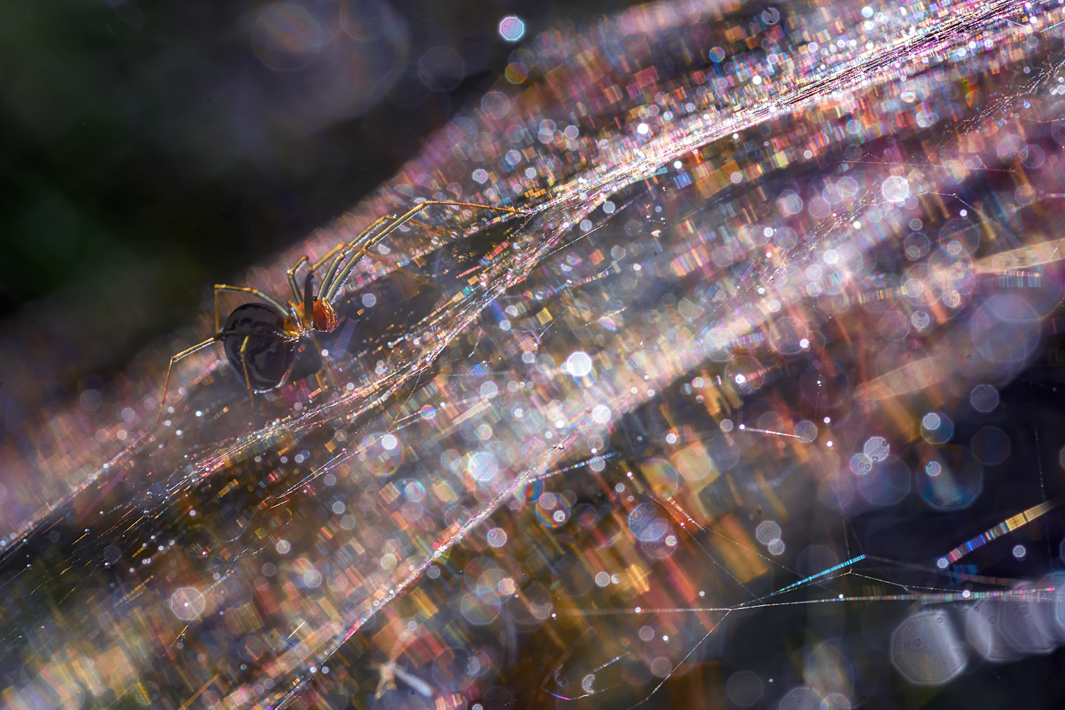 паук, паутина, капли, роса, мультиэкспозиция, Марина Мурашова