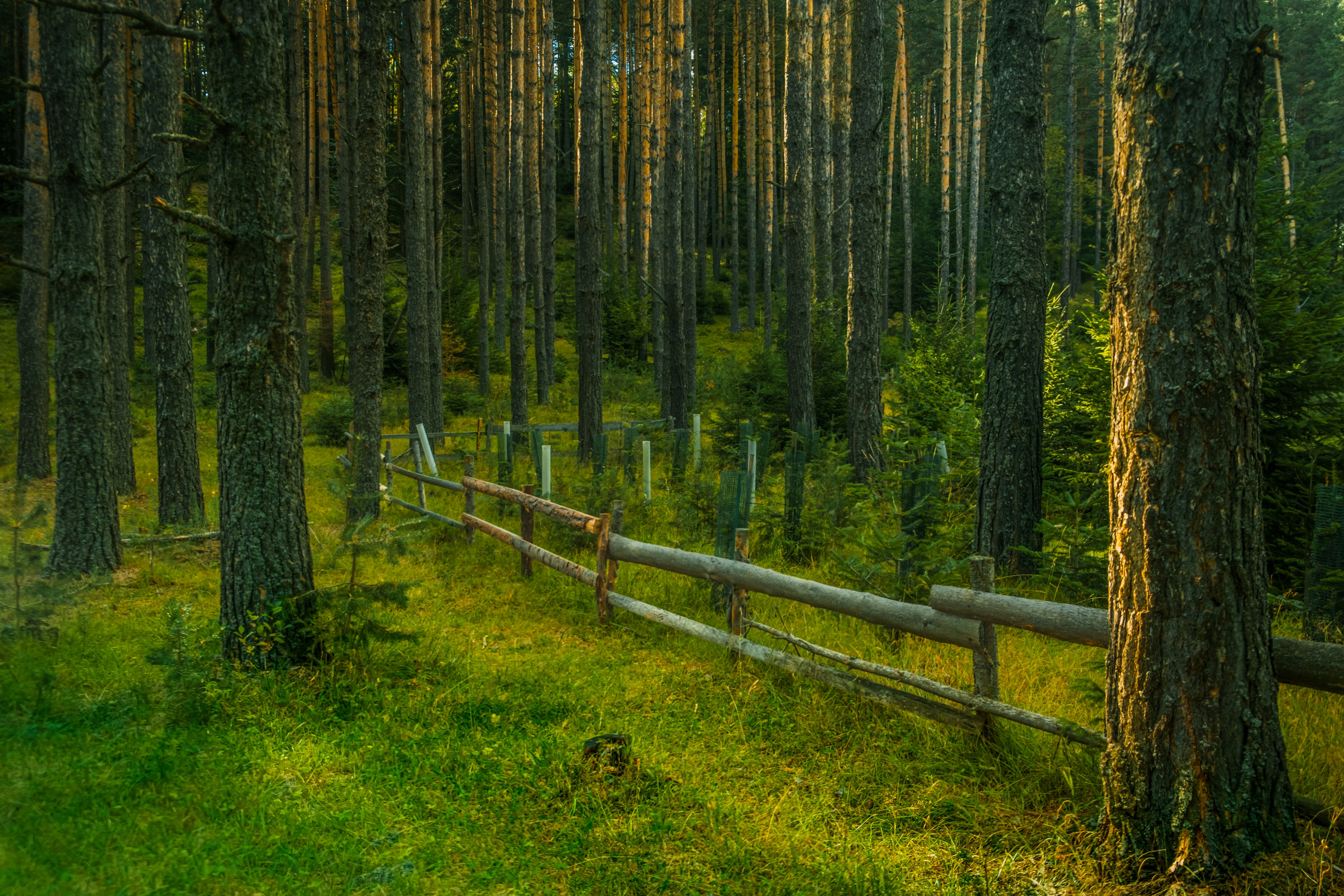 , Николов Андриян