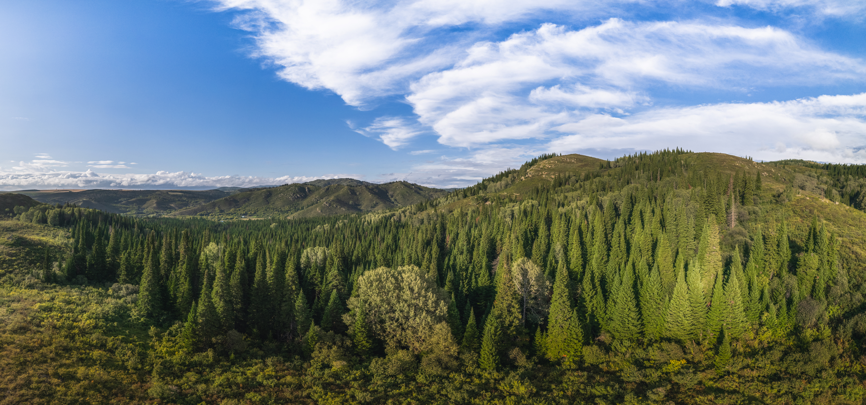 Алтай, лес, лето, горы, Denis Koshkin