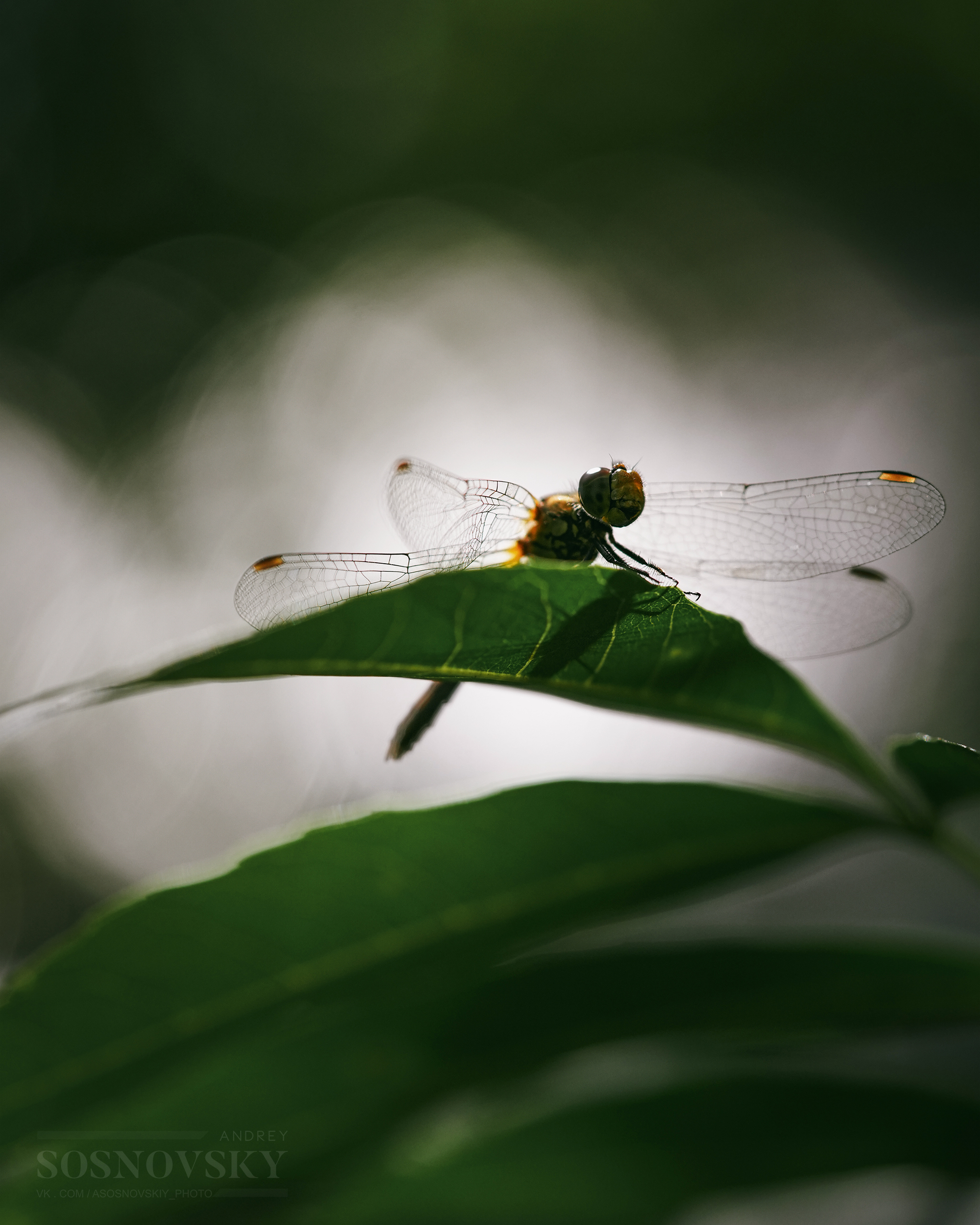 к взлёту готов, Andrey Sosnovsky