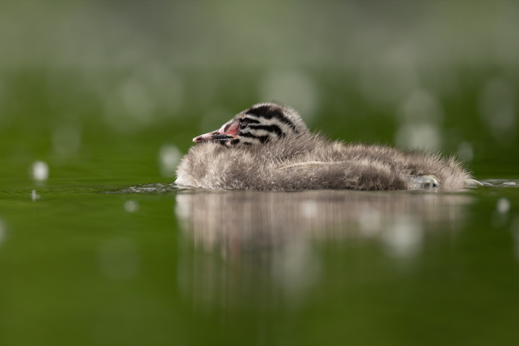 чомга, птицы, поганка, большая поганка, птенец, Руслан Pl